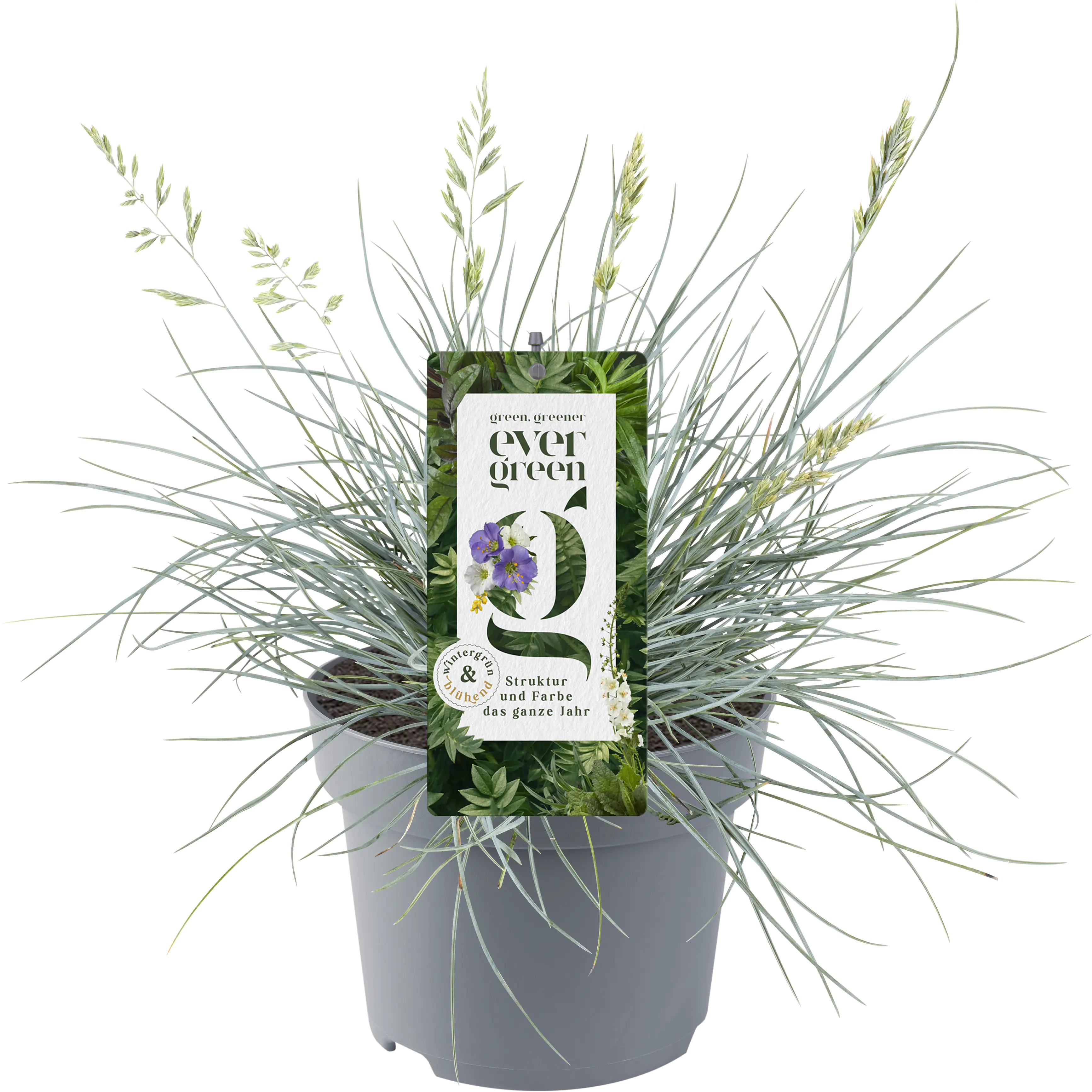 Evergreen 13 cm Topf