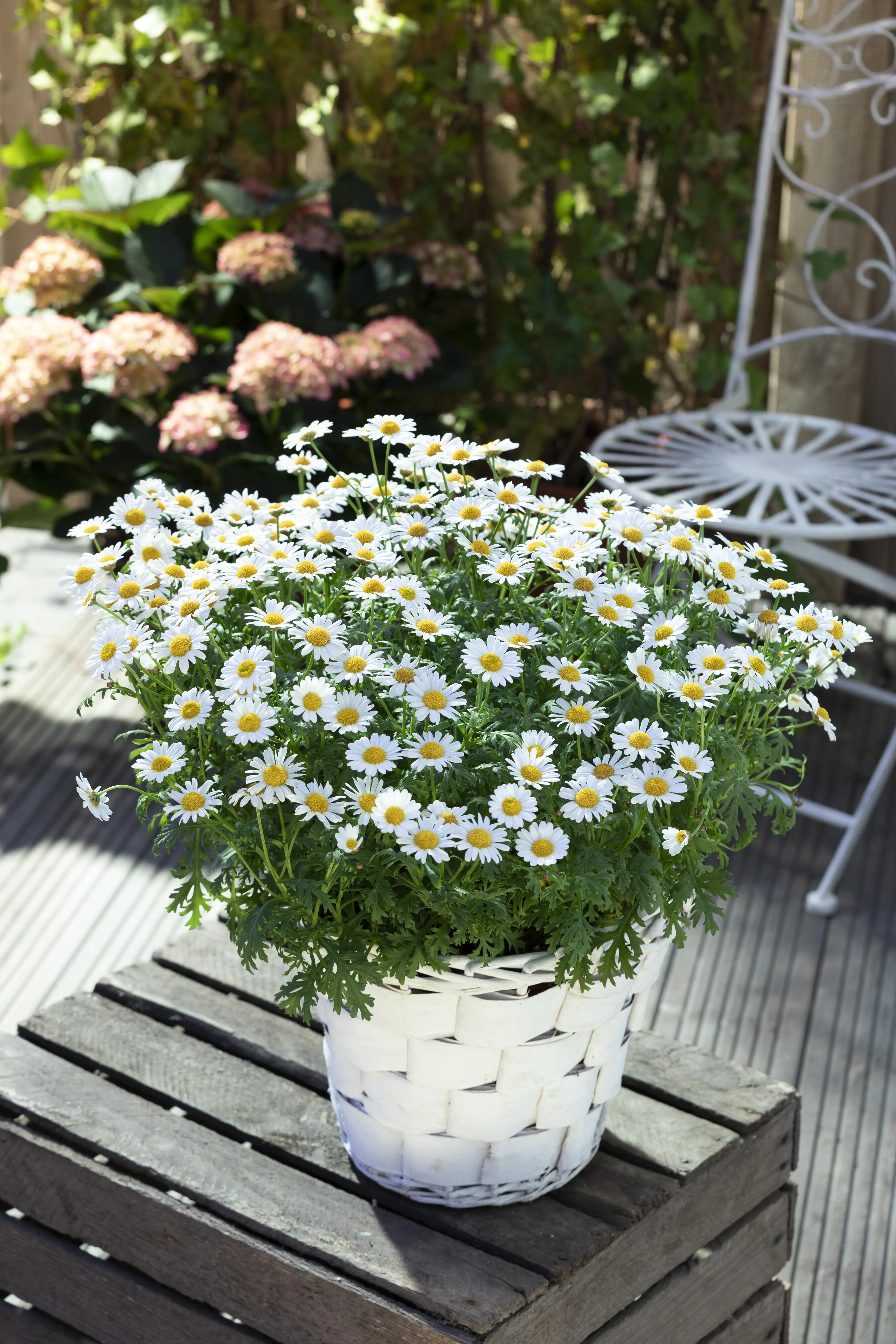 Margeritenbusch Argyranthemum Frutescens H 45 cm 18 cm Topf