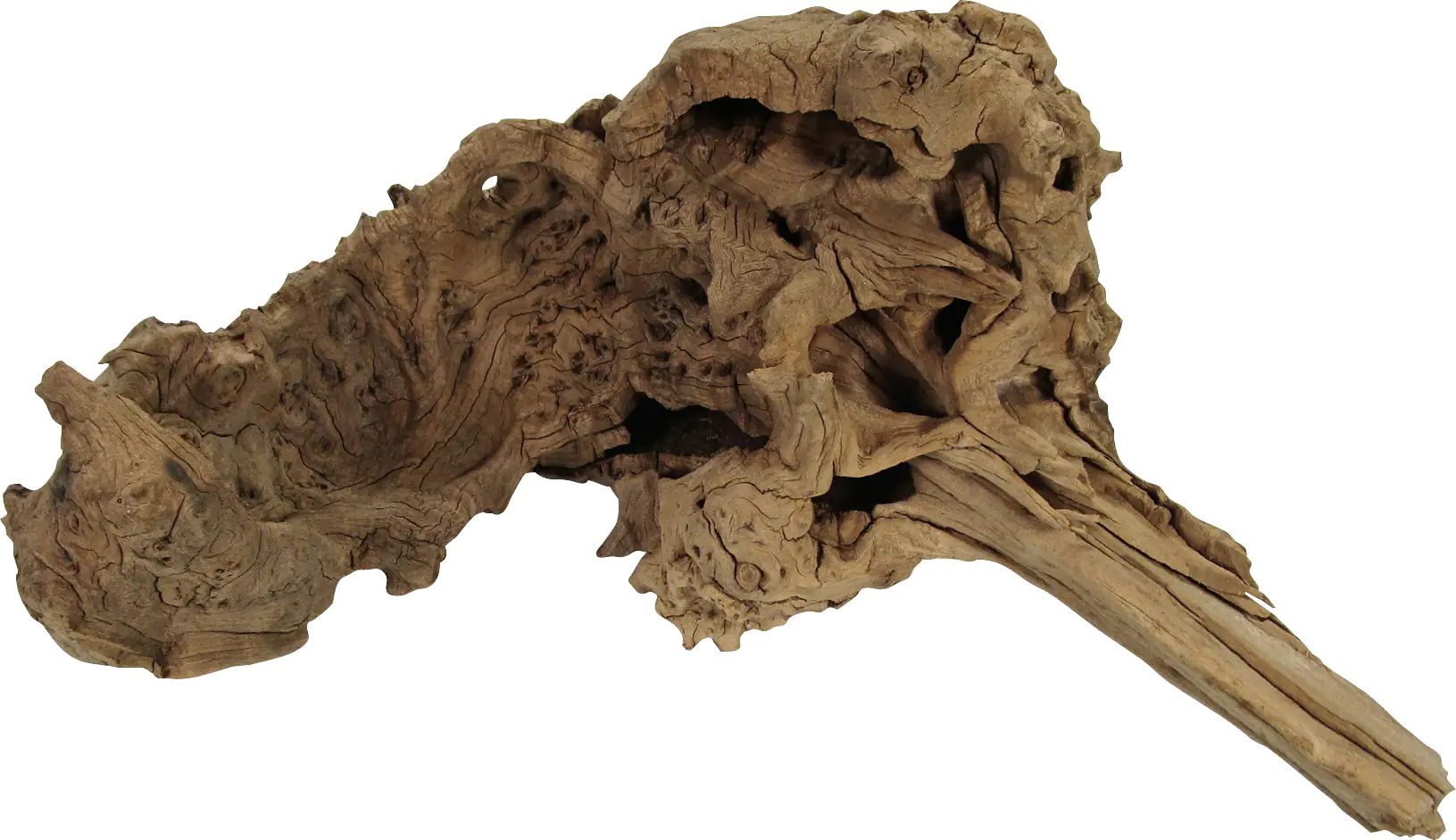 Orbit Savannenwurzel medium