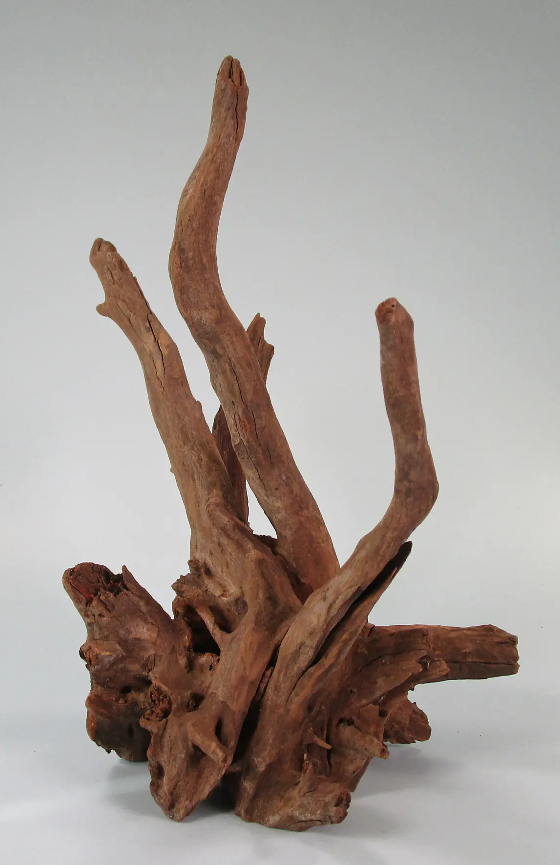 Orbit Caruqa-Wurzel large 