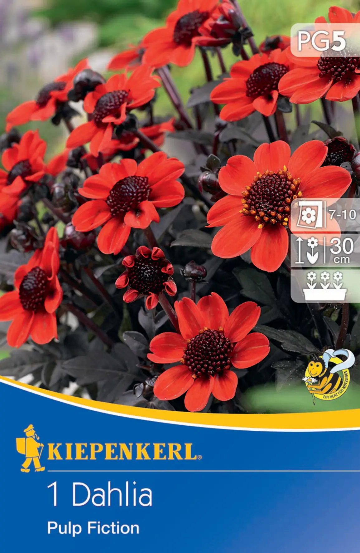 Kiepenkerl Dunkellaubige Beetdahlie Pulp Fiction Kiepenkerl Dunkellaubige Beetdahlie Pulp Fiction