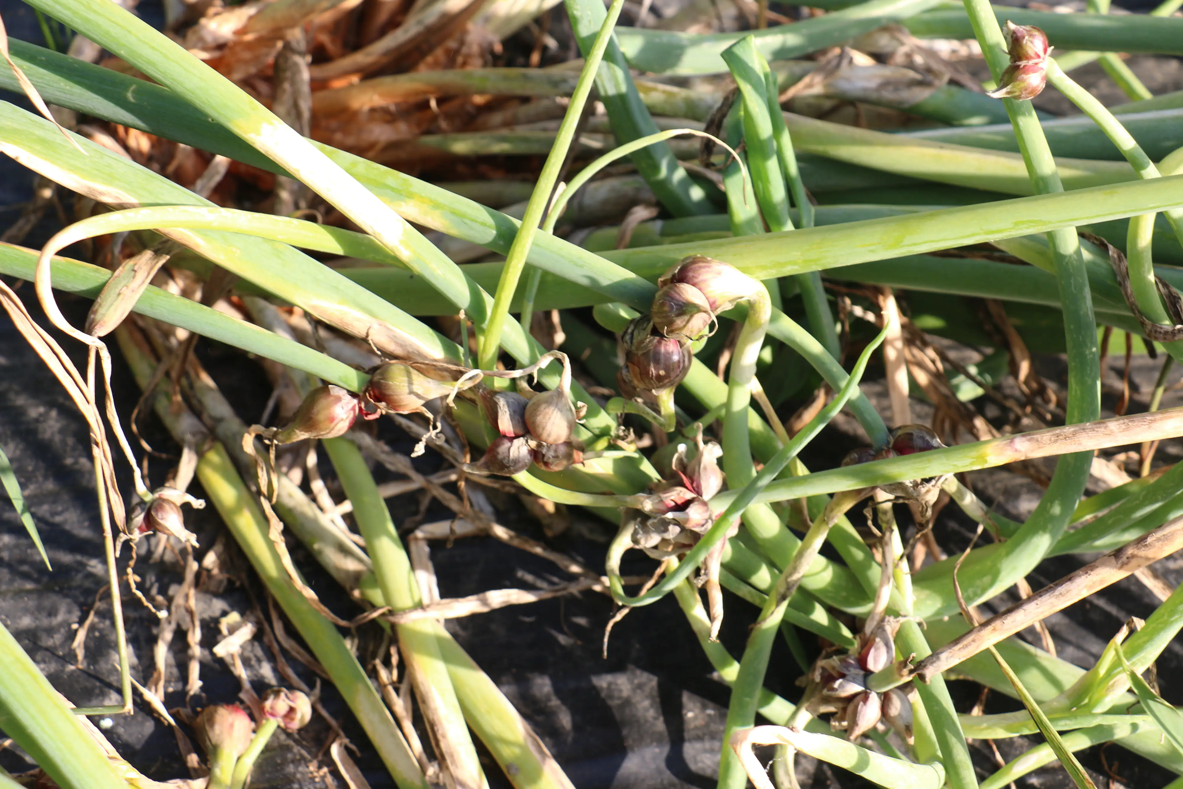 Etagenzwiebel Allium cepa var. Viviparum 12 cm Topf