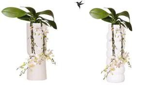 Phalaenopsis Orchidee weiß Keramik 9 cm Topf 