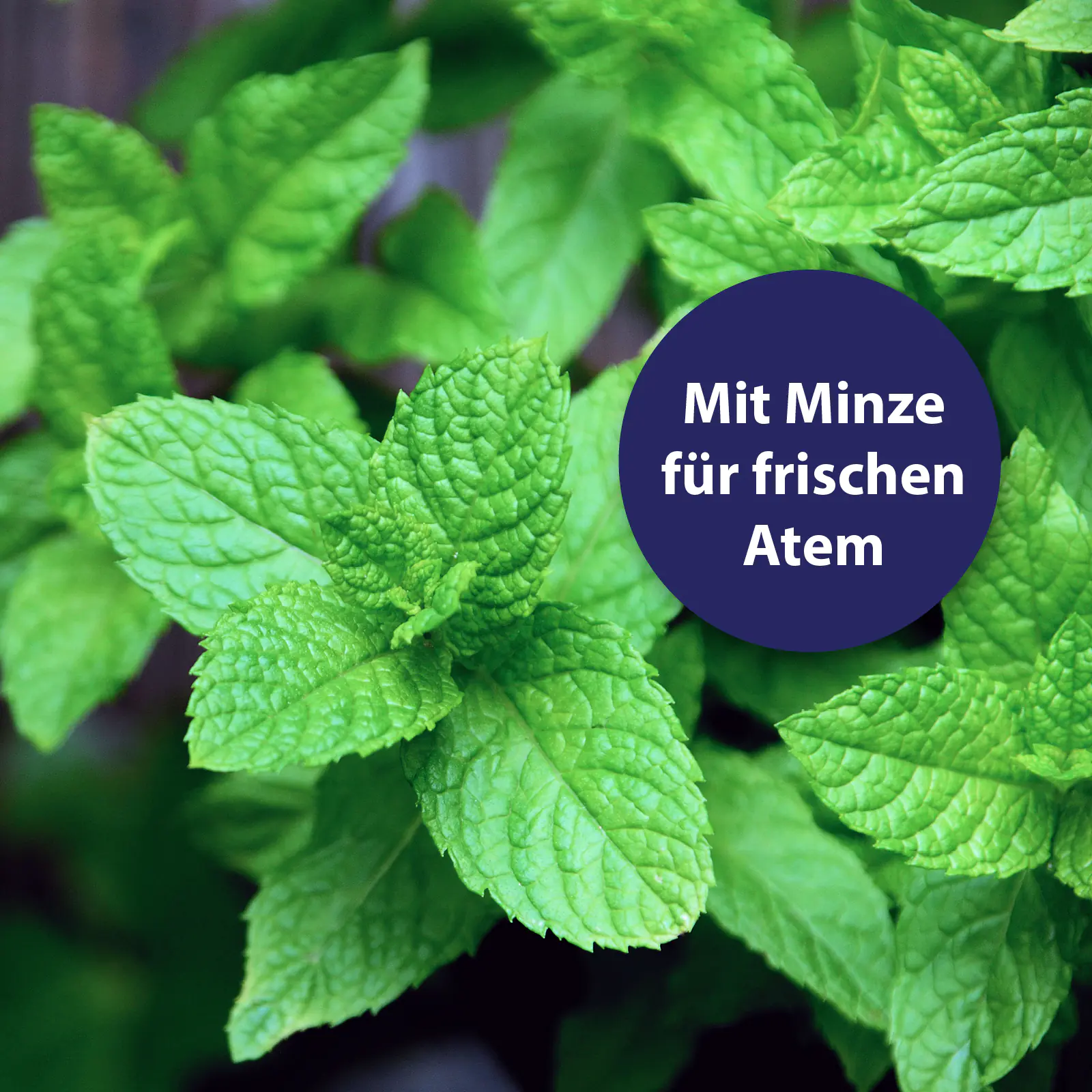 Canosept Zahnpasta Dental Gel für Hunde 100 g