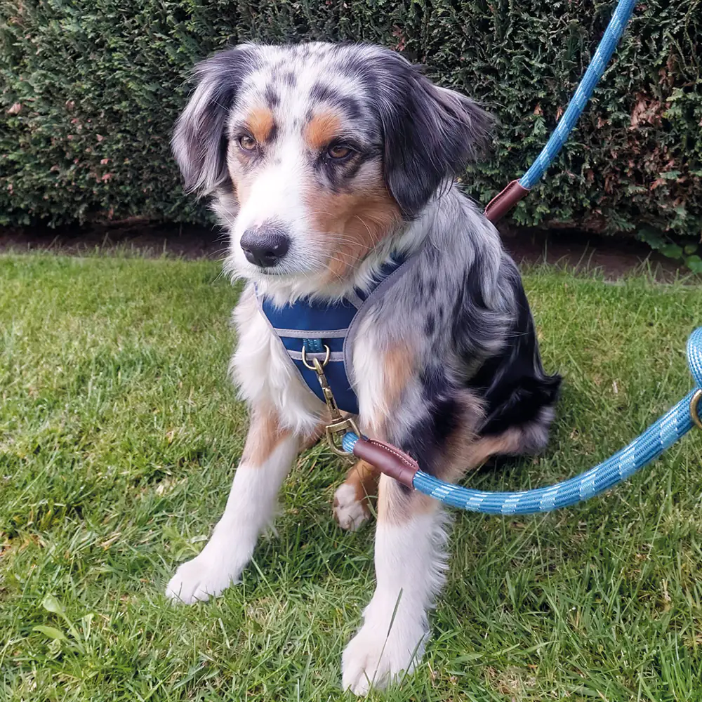 Nobby Hundegeschirr Sporty mit Griff rot