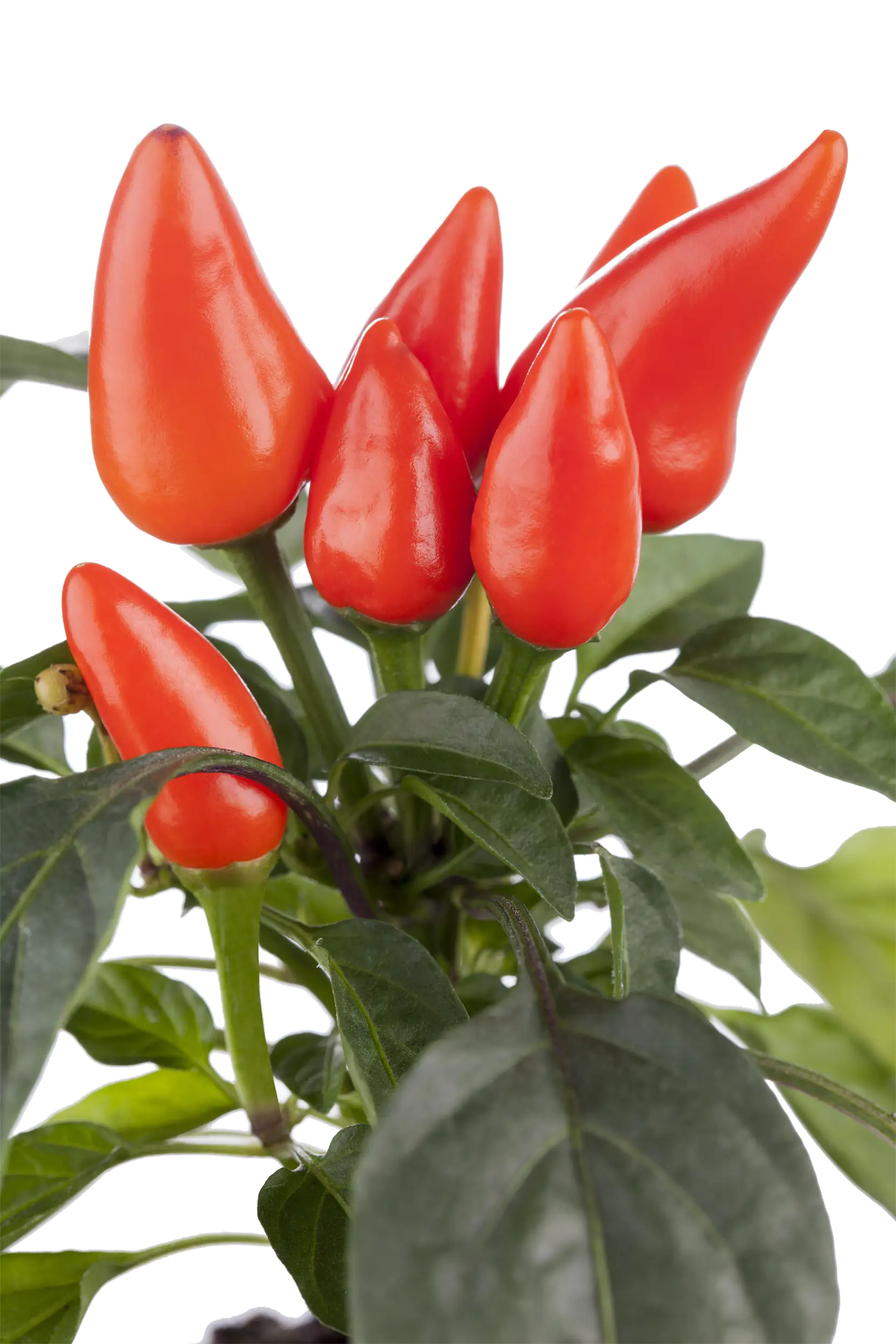 Zierpfeffer Capsicum annuum Salsa ca 20 cm Topf 10,5 cm