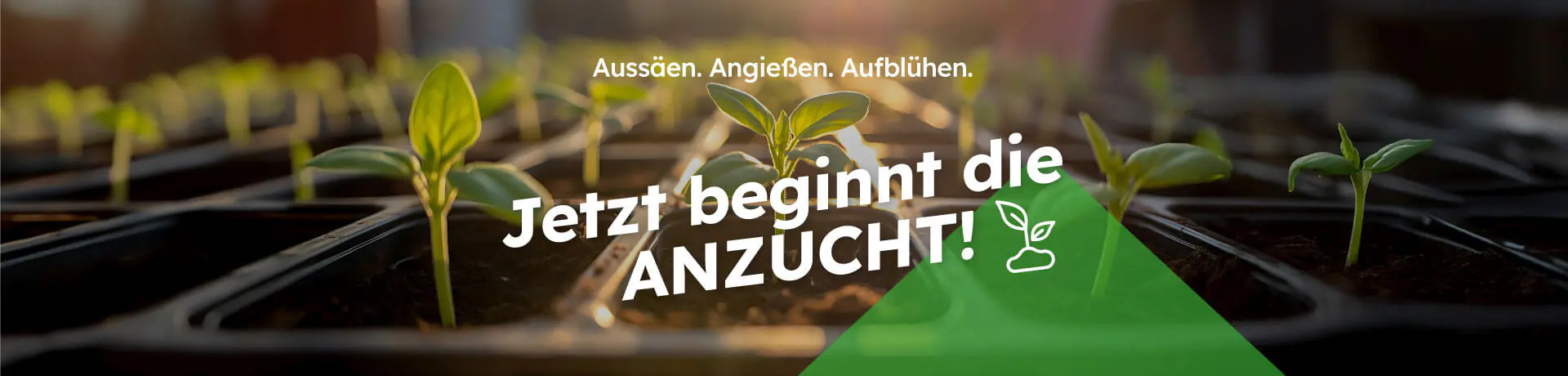 Keimlinge in Anzuchtschalen im Sonnenlicht. Text im Bild: ‚Aussäen. Angießen. Aufblühen.‘ ‚Jetzt beginnt die ANZUCHT!