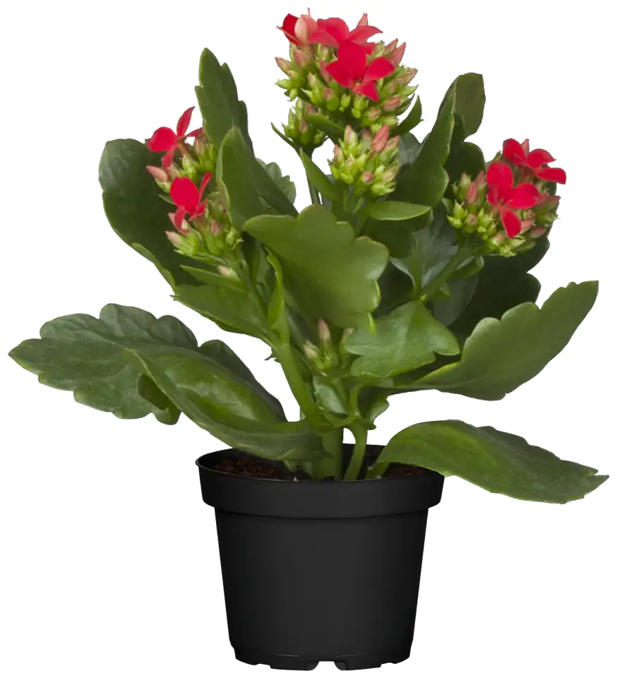 Flammendes Käthchen rot gefüllt Kalanchoe H ca. 15 cm 7 cm Topf