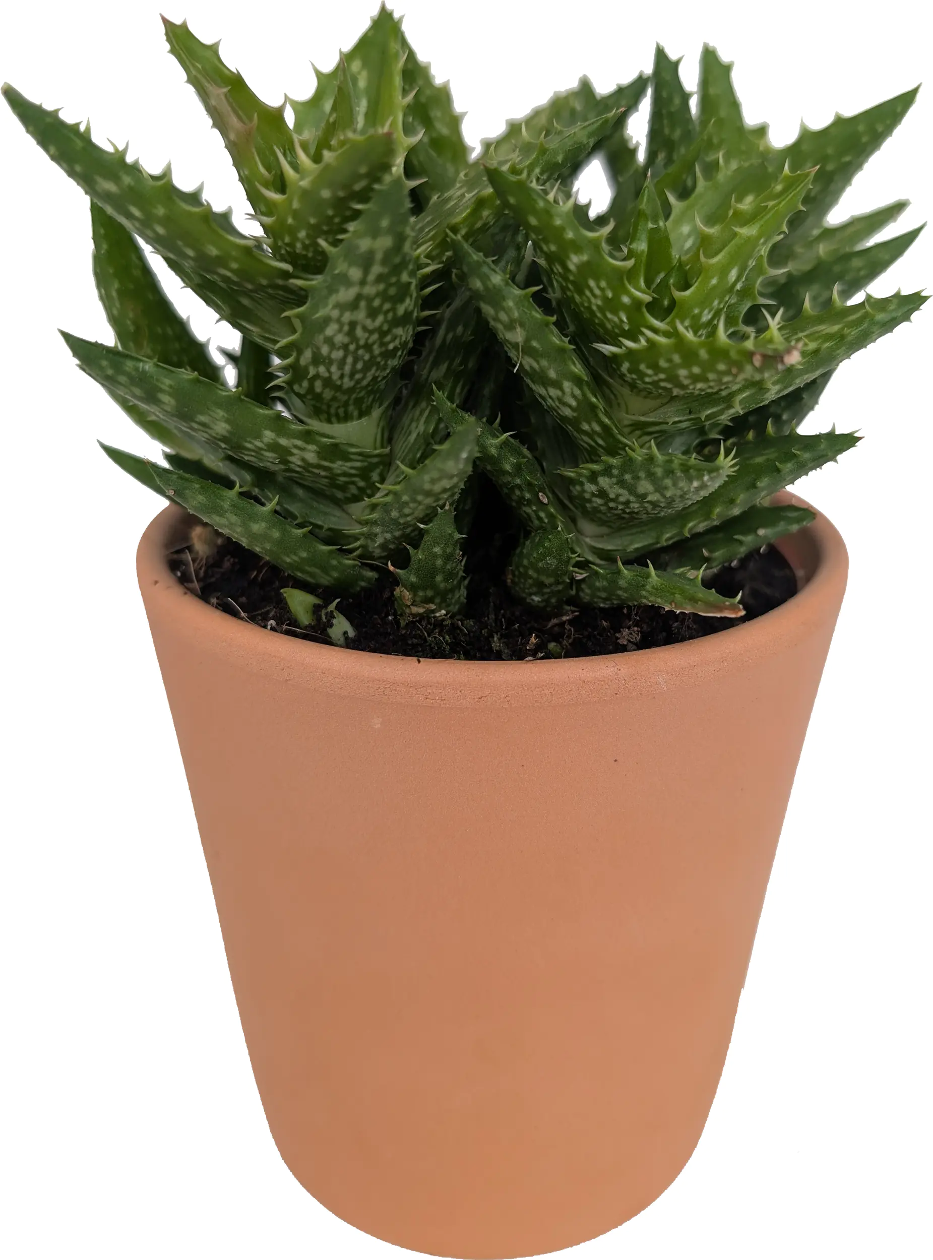 Cactaceae Sukkulenten 10,5 cm im 11 cm Topf