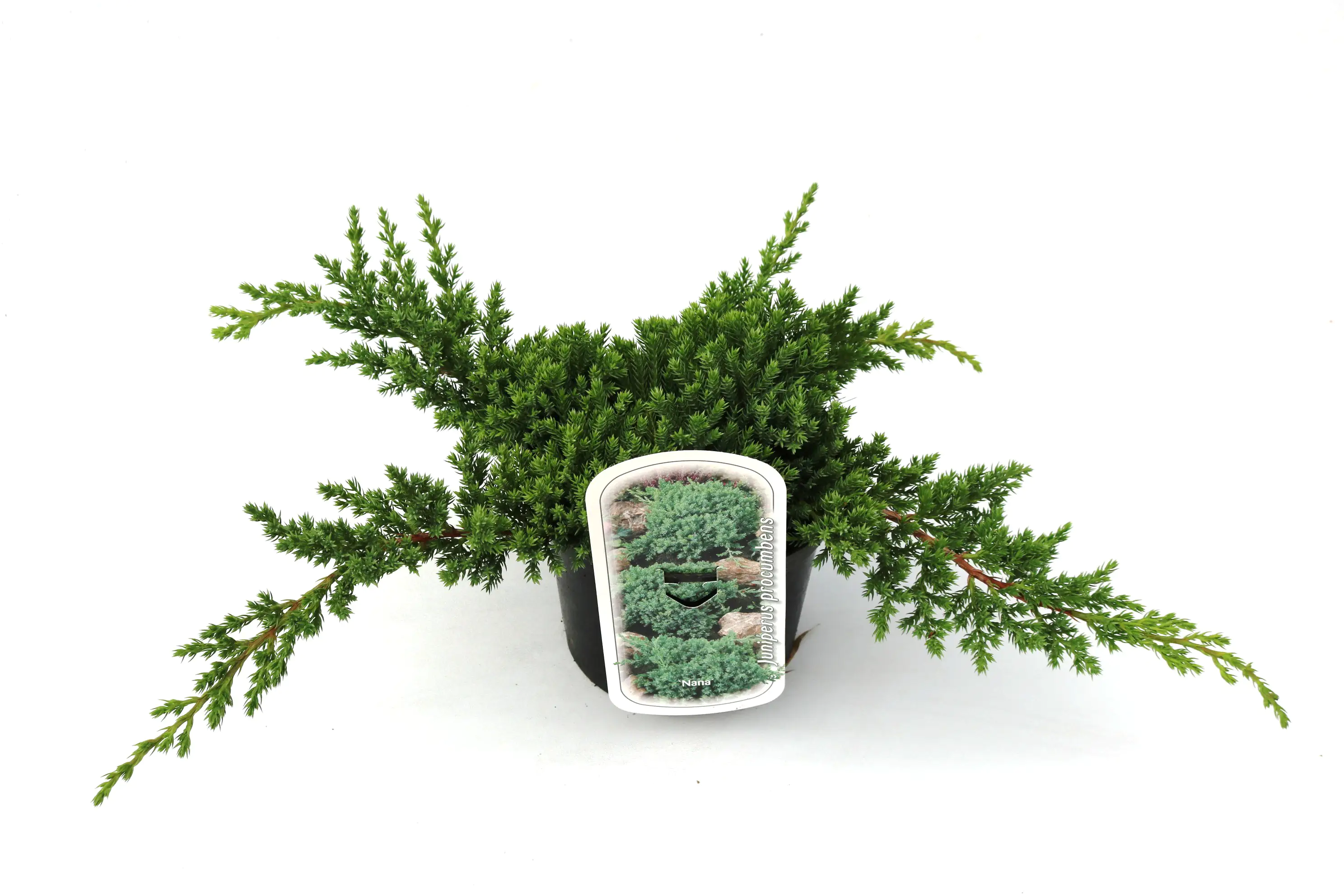 Teppichwacholder 'Nana' 2 L Container