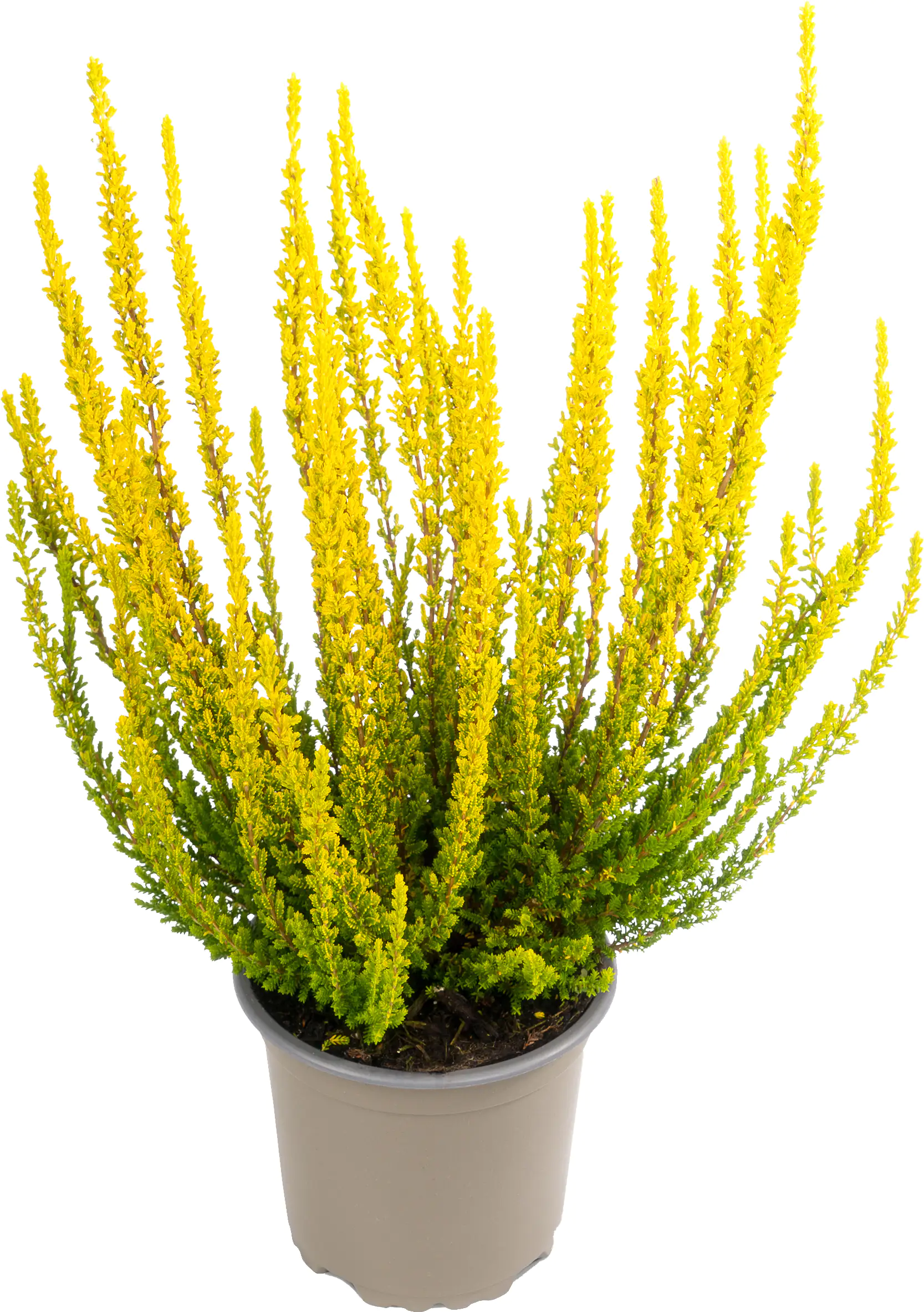 Heidekraut Calluna Zelda 11 cm Topf Heidekraut Calluna Zelda 11 cm Topf