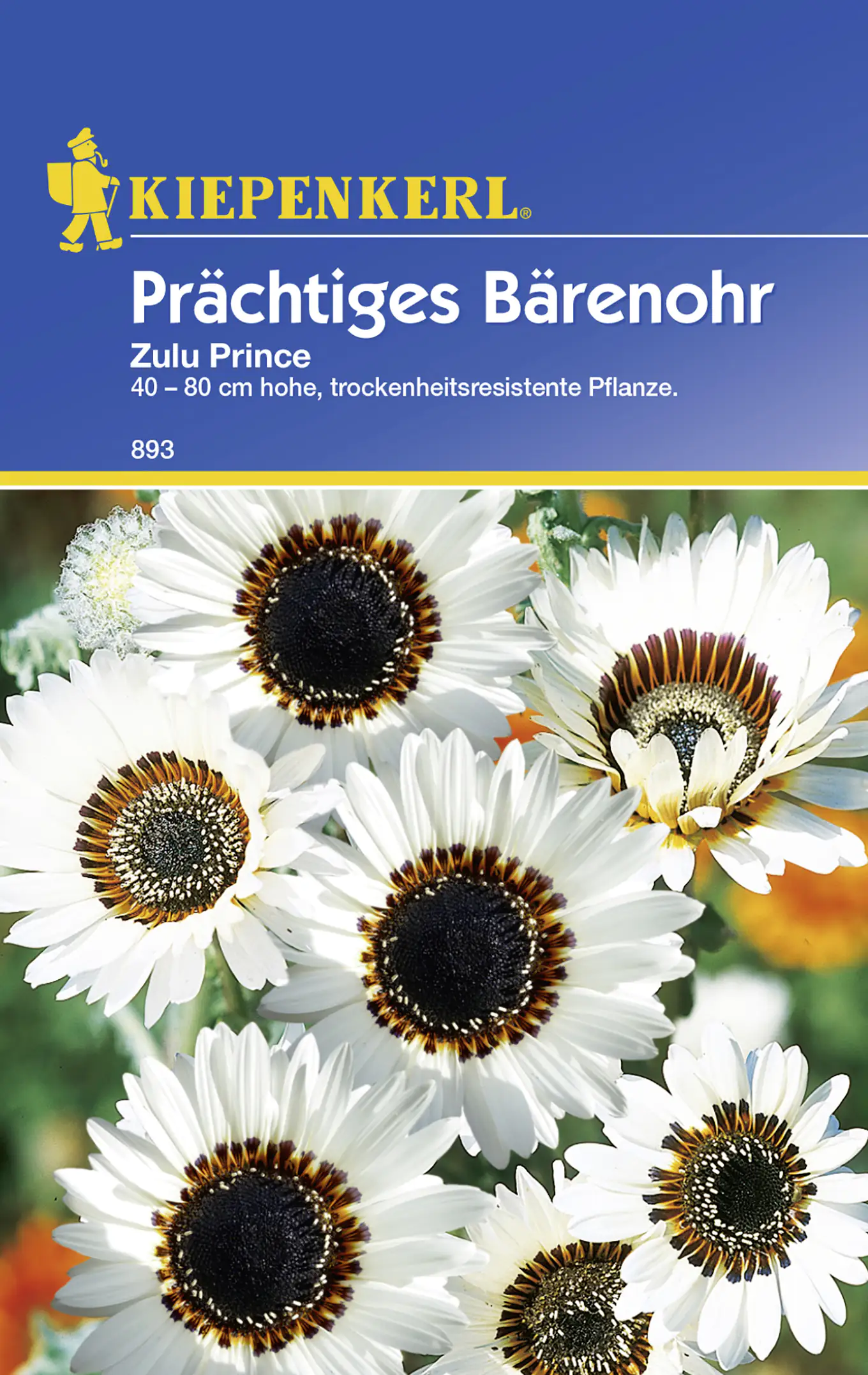 Kiepenkerl Bärenohr Zulu Prince Arctotis fastuosa, Inhalt: ca. 40 Pflanzen