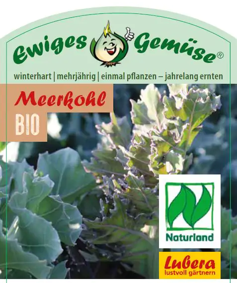 Meerkohl Crambe maritima 12 cm Topf