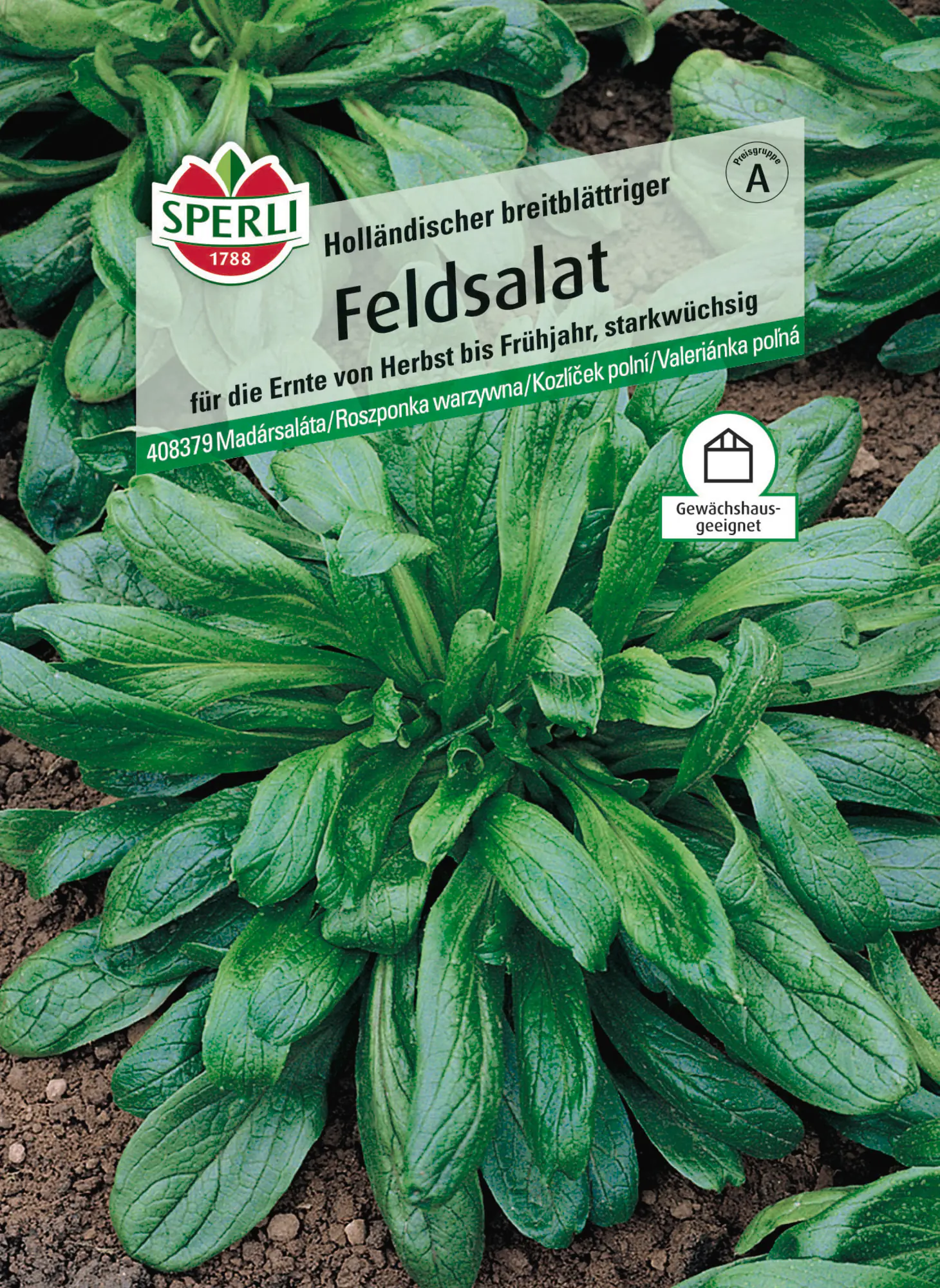 Sperli Saatgut Feldsalat Holländischer Breitblättriger für bis zu 2-3 lfd. Meter