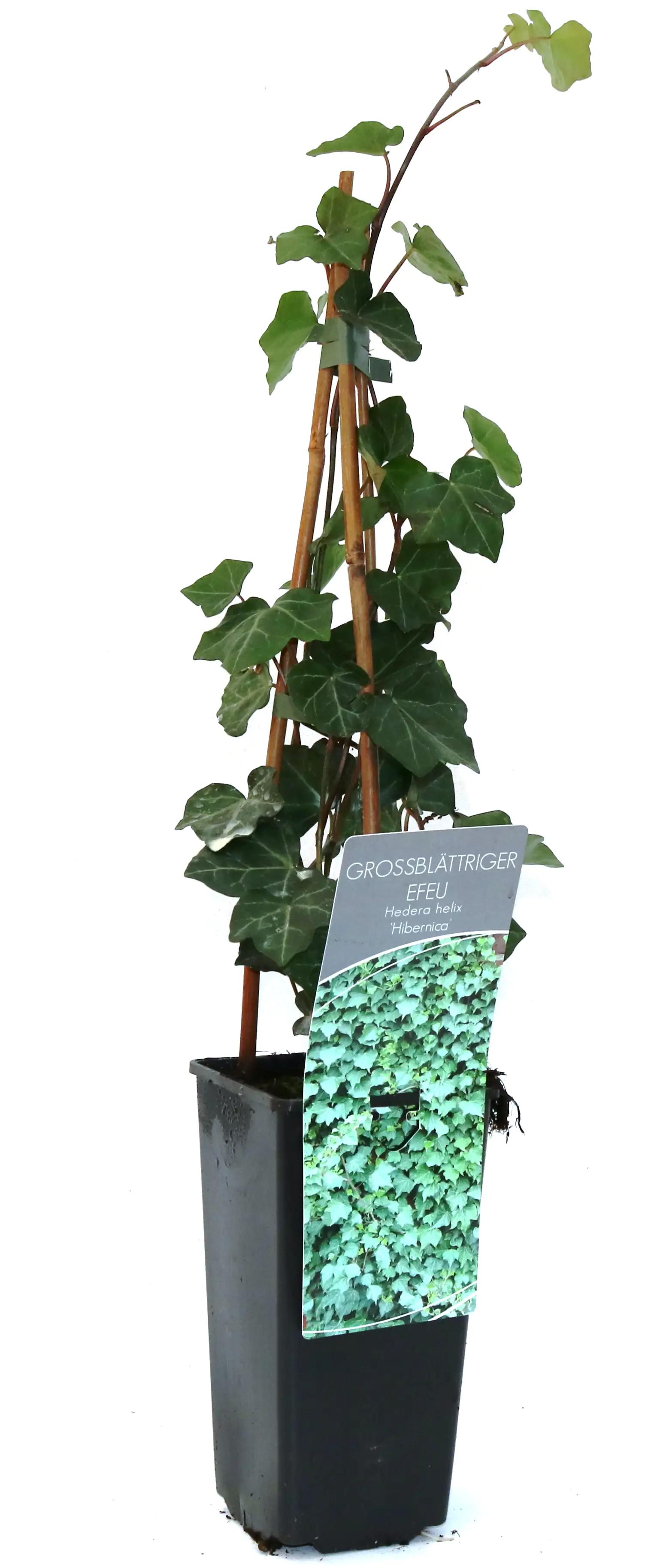 4029395047236 Großblättrige Efeu 2 L Eckcontainer