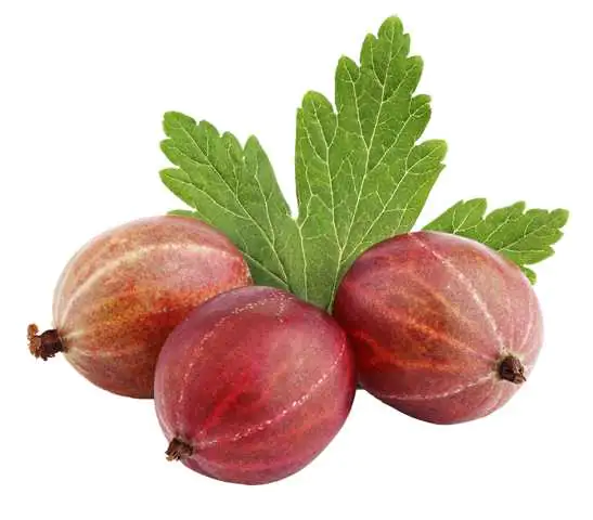 Bio Beerenobst Stachelbeere 3 Liter Topf