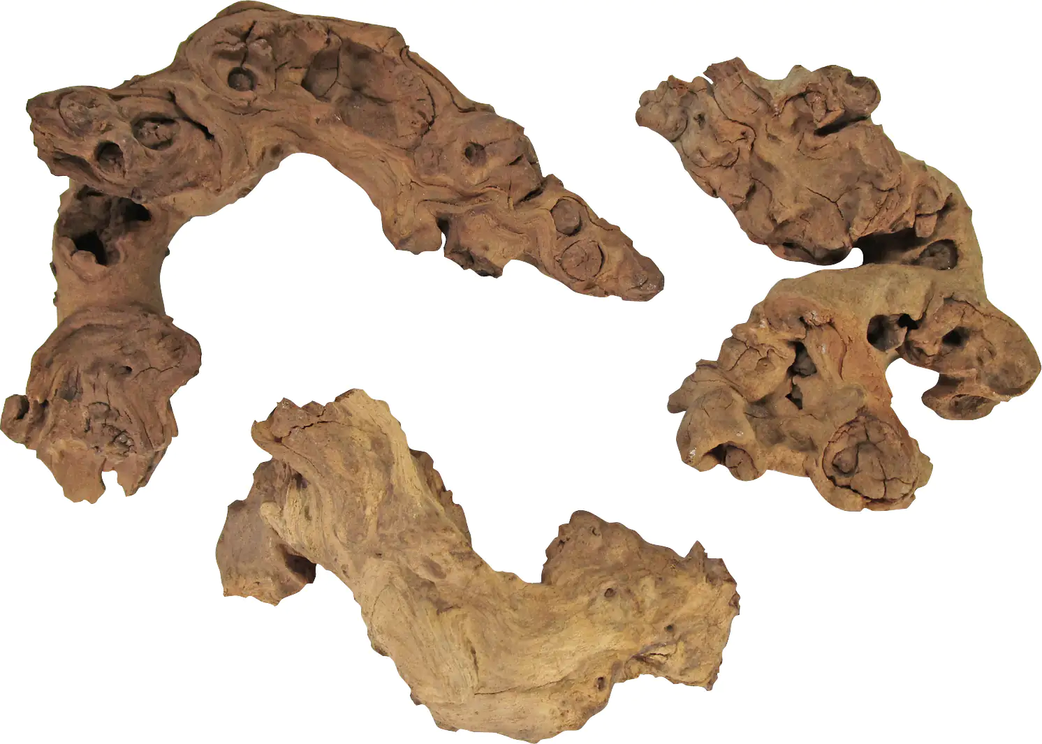 Orbit Savannenwurzel small