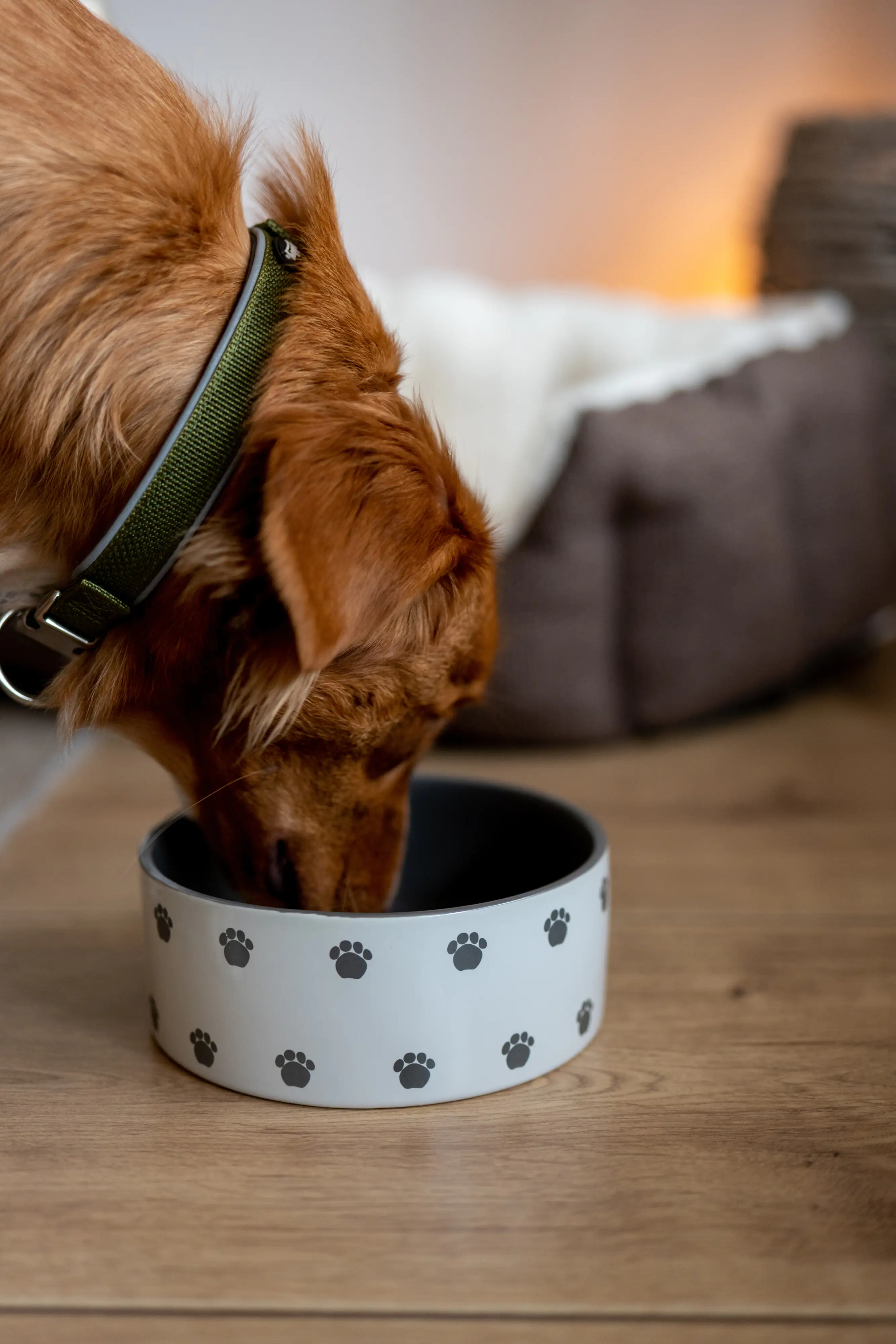 Nobby Hunde Keramiknapf PATA creme grau Ø 12 x 4,5 cm 250 ml Nobby Hunde Keramiknapf PATA creme grau Ø 12 x 4,5 cm 250 ml