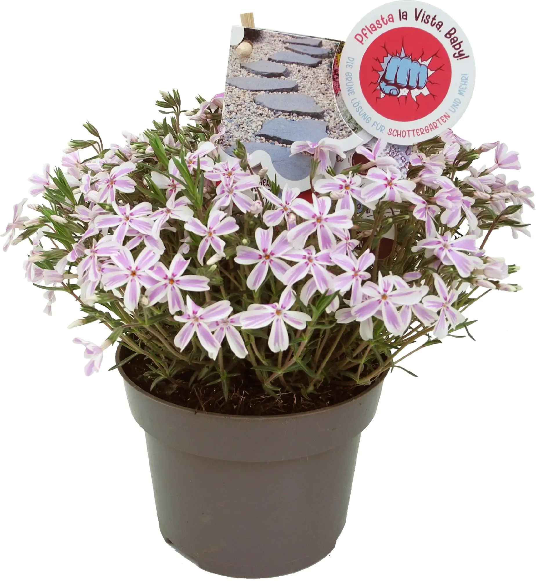 Bodendecker Pflasta la Vista 13 cm Topf