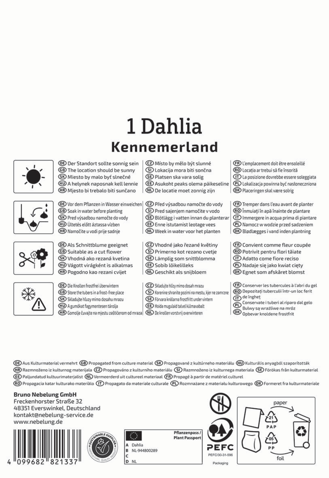 Kiepenkerl Frühjahrsblumenzwiebel Kaktus-Dahlie Kennemerland 1 Stück