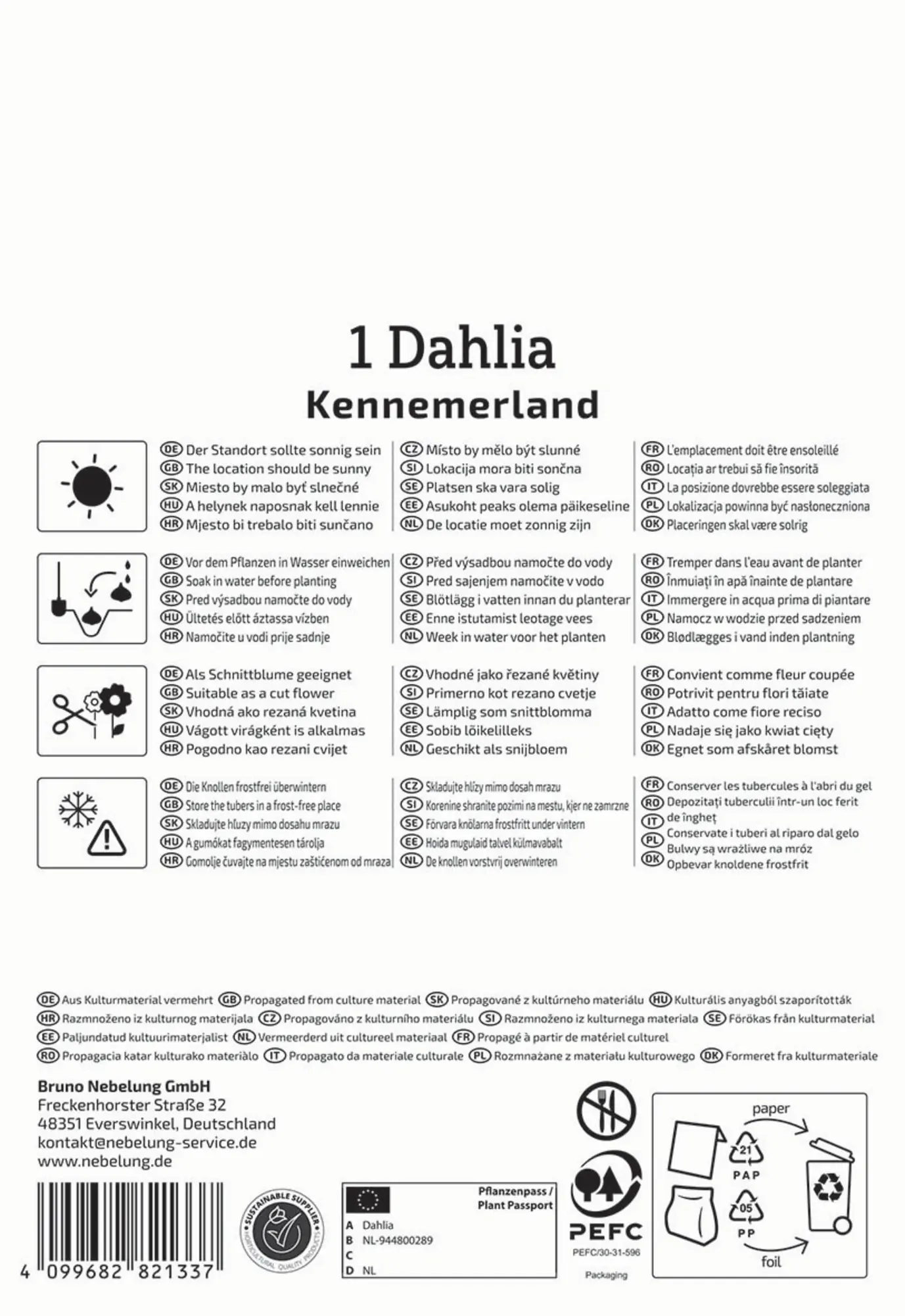 Kiepenkerl Frühjahrsblumenzwiebel Kaktus-Dahlie Kennemerland 1 Stück