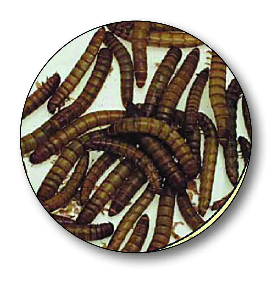 Dresdner Angelköder Mehlwürmer 125 ml Dose