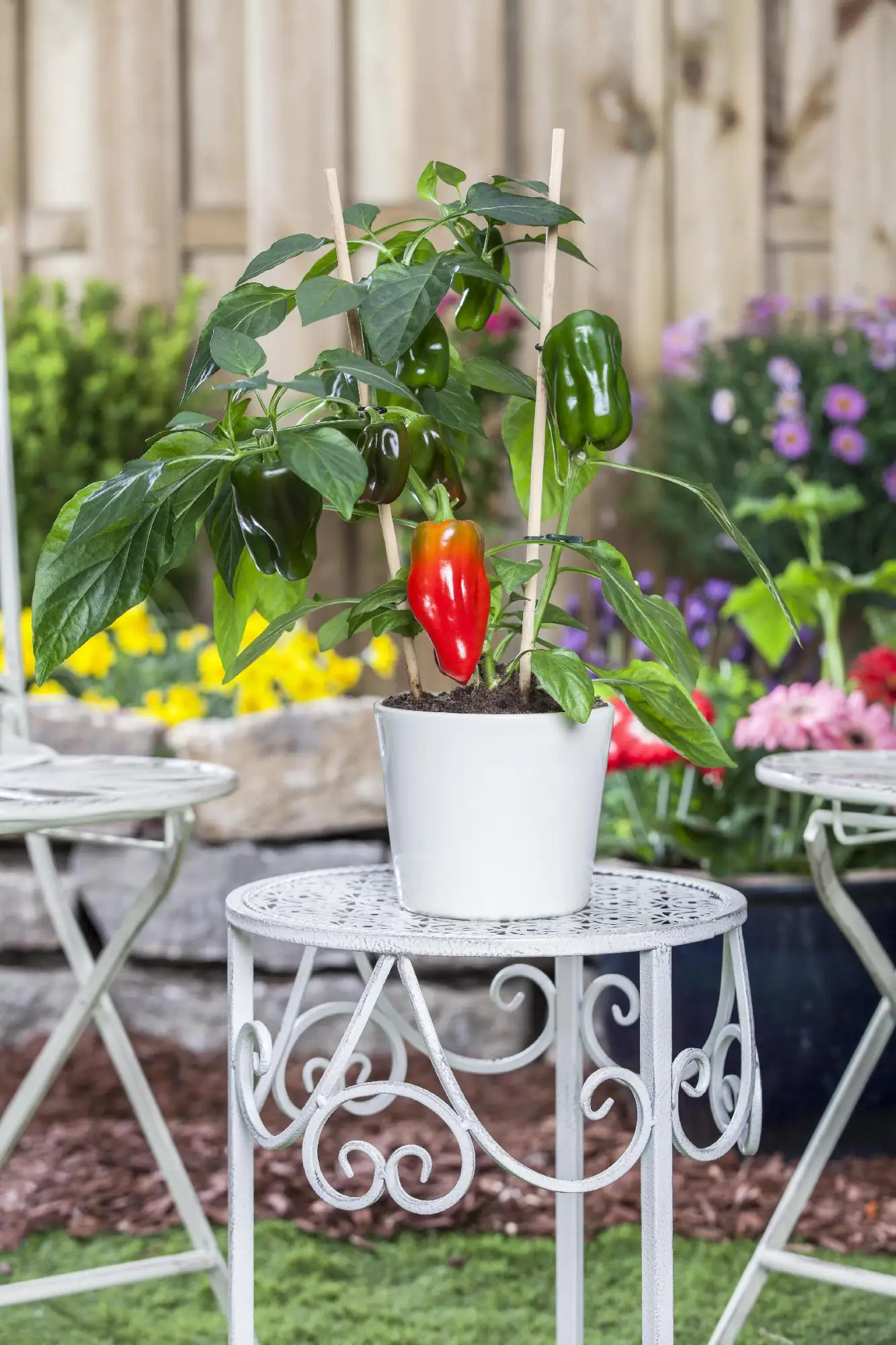 Paprika rot 10,5 cm Topf