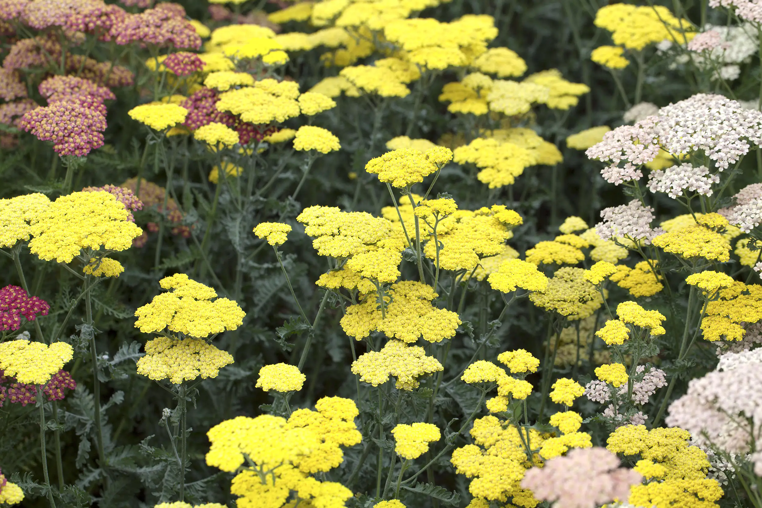 Schafgarbe Achillea Trio Mix  H 40 cm 5 L Container