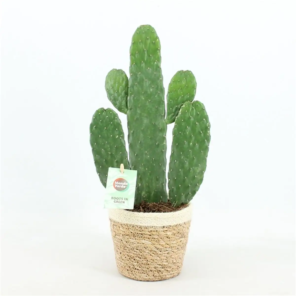 Opuntie Kaktus Rubescens Consolea in Korb 14 cm Topf ca. 35 cm hoch