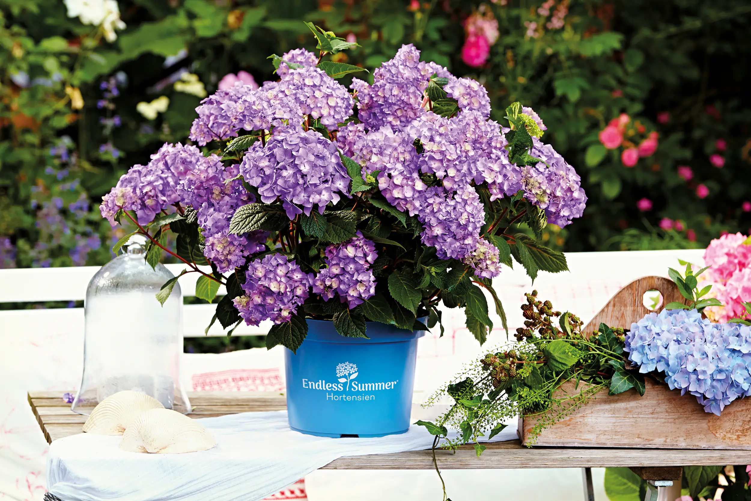 Bauernhortensie Endless Summer Hydrangea H  30 - 40 cm 5 L Container
