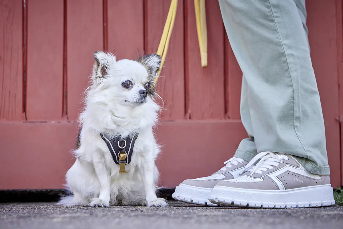 Wolters Hundeleine Professional Comfort curry gelb Wolters Hundeleine Professional Comfort curry gelb