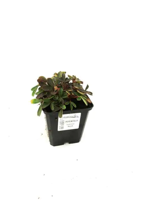 Fingerstrauch 'Nuuk' 0,5 l Container, Bodendecker