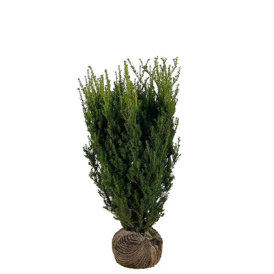 Bechereibe Hilli Taxus media hillii H 60 - 80 cm, 25 Stück