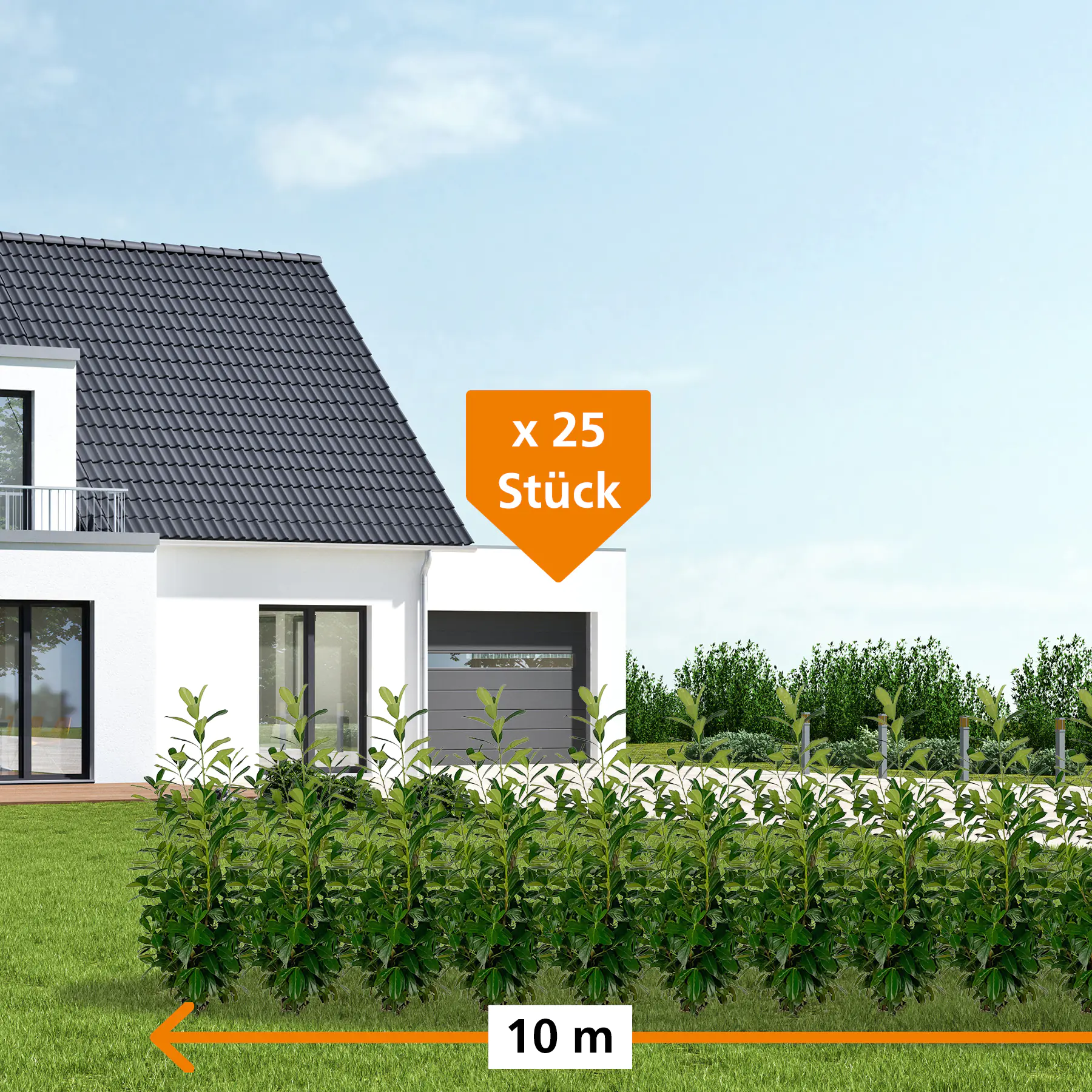Kirschlorbeer Novita Prunus laur. Novita H 80 - 100 cm, 25 Stück