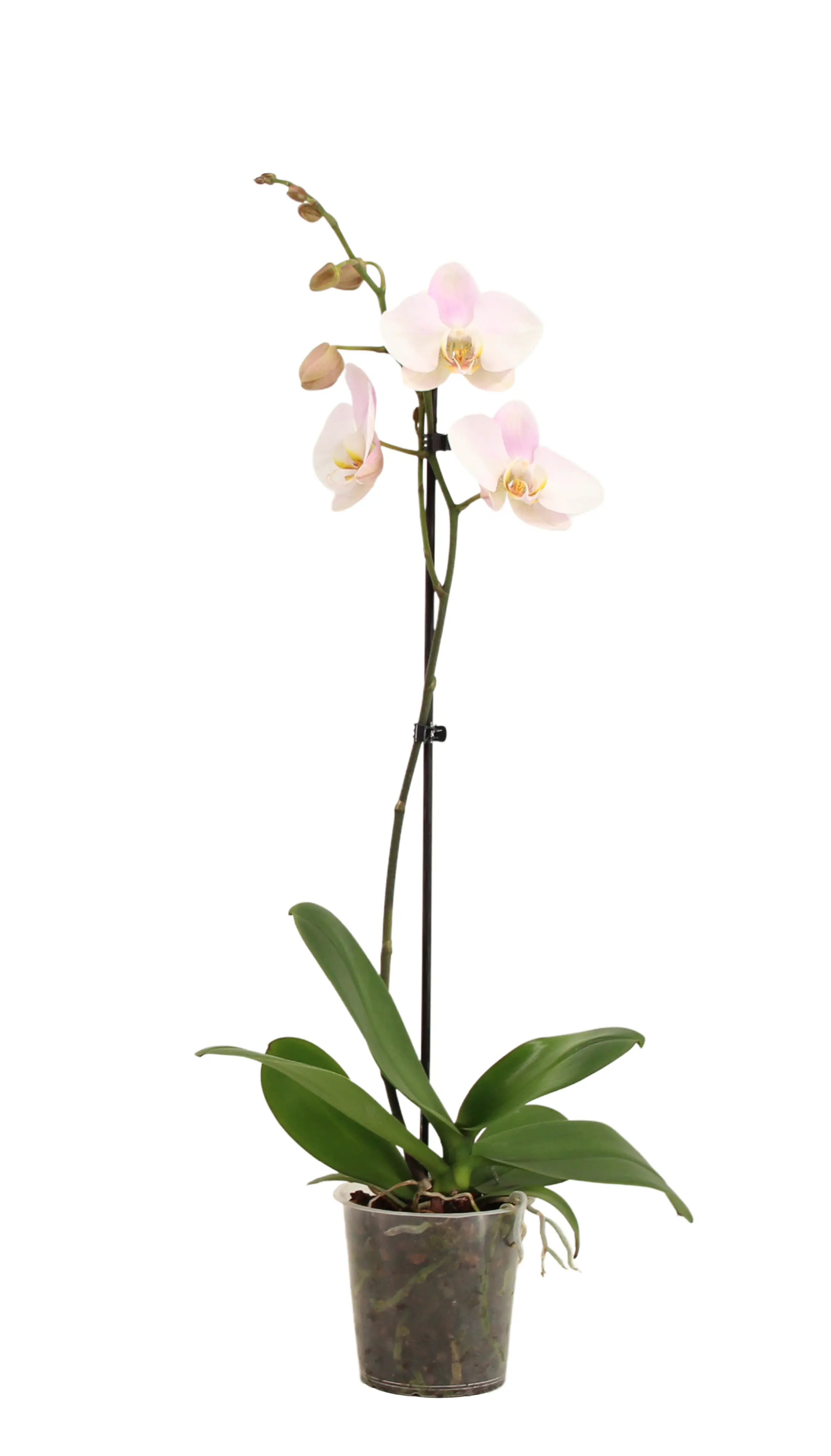 Orchidee Phalaenopsis 12 cm Topf Orchidee Phalaenopsis 12 cm Topf