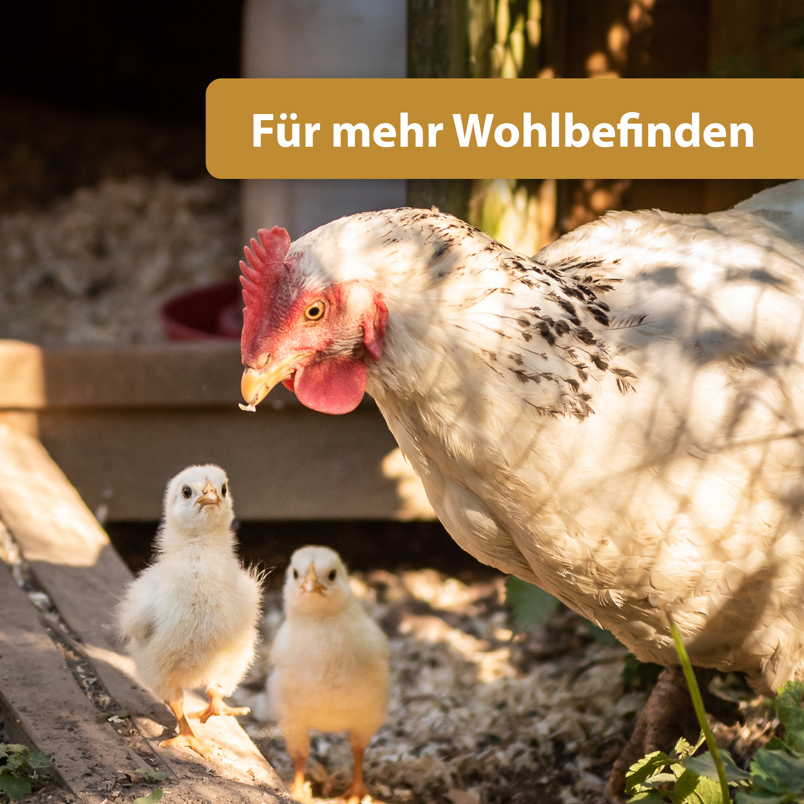 Quiko Hobbyfarming Fitness Kräuterball für Hühner und Geflügel 400 g