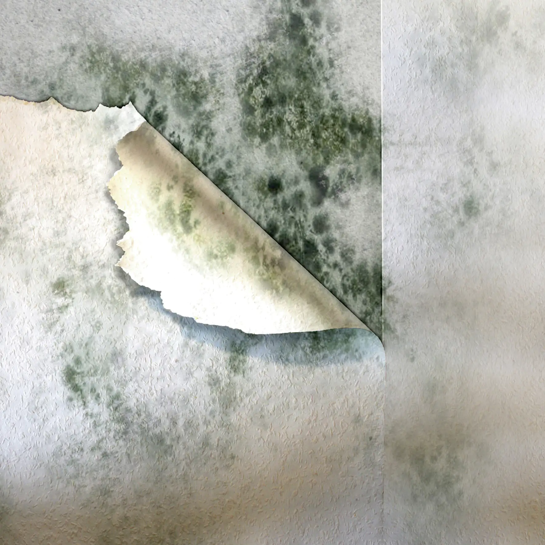 MEM Schimmel-Entferner 500 ml