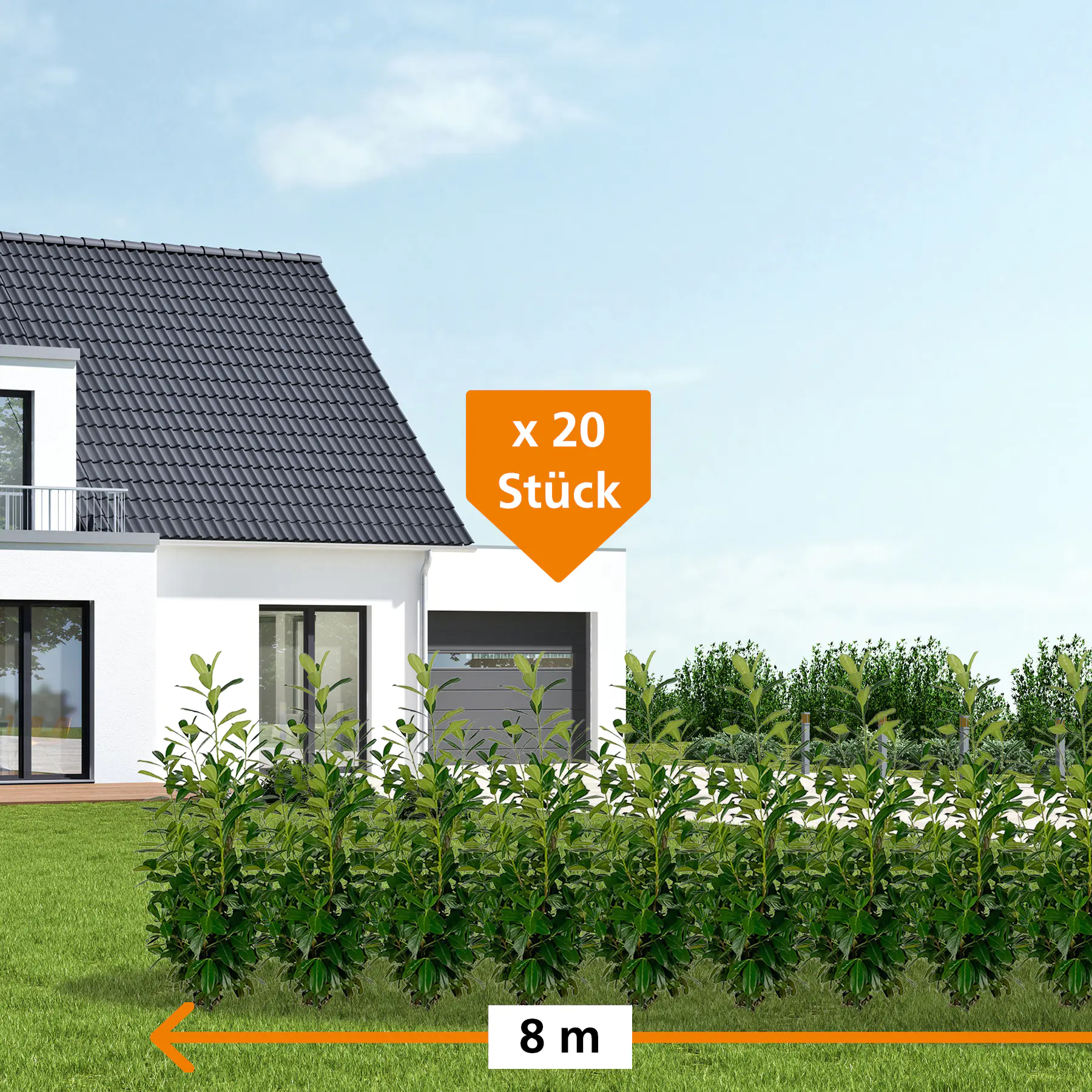 Kirschlorbeer Novita Prunus laur. Novita H 125 - 150 cm, 20 Stück