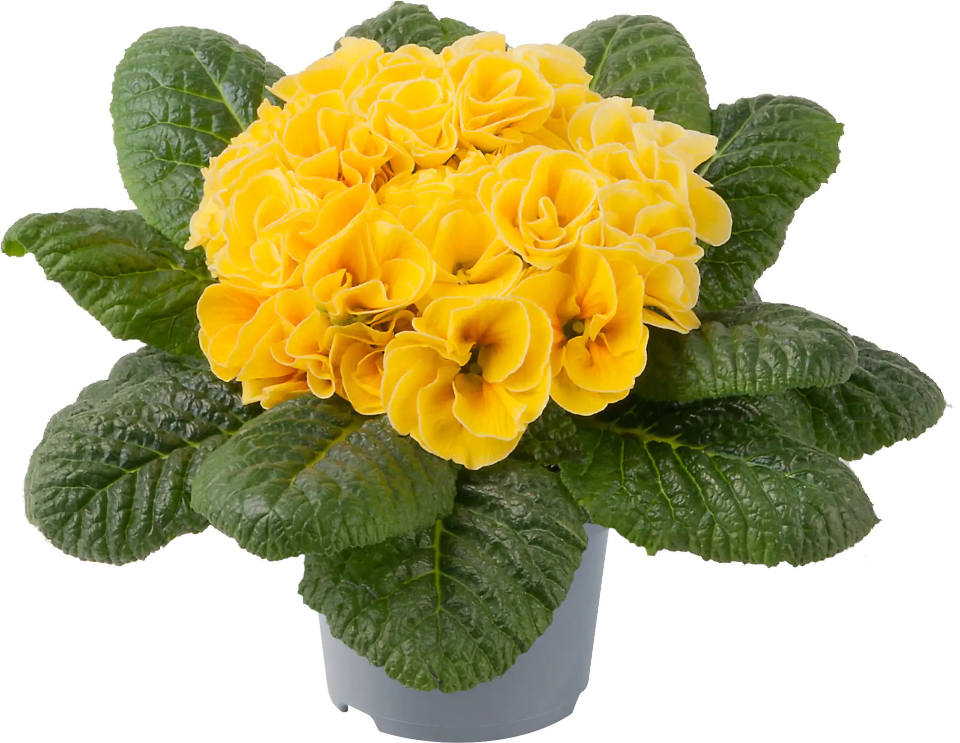 Primel Queen 10,5 cm Topf