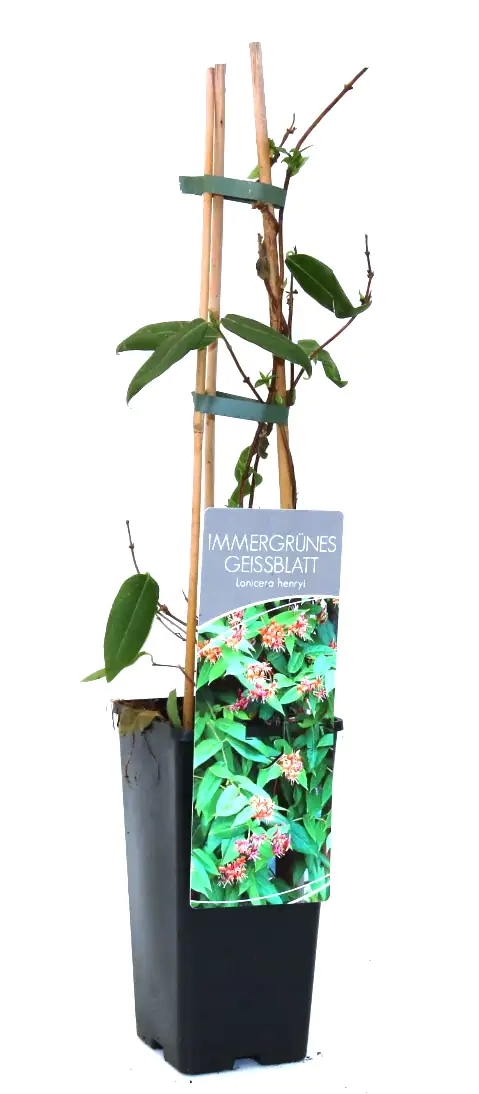 4029395047250 Immergrünes Geißblatt Lonicera henryi 2 L Eckcontainer