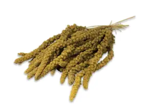 JR Birds Kolbenhirse gelb