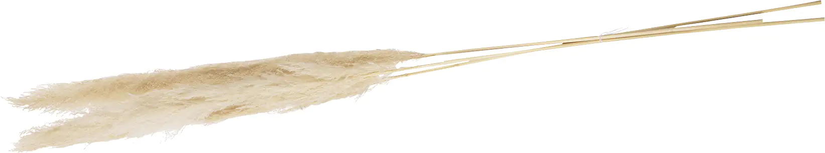 Dijk Pampas Gräser creme 115 x 14 x 9 cm 3 Stück