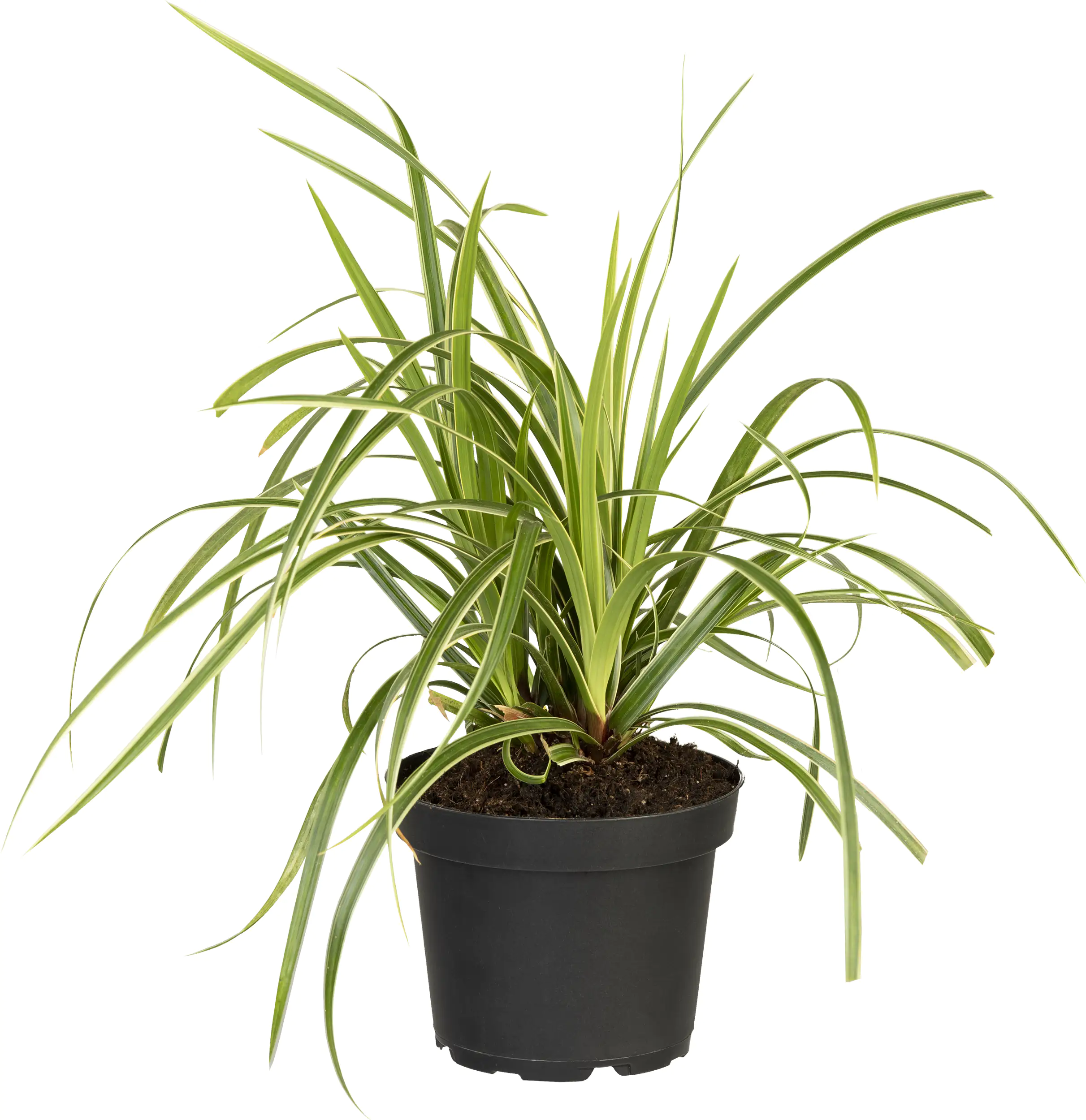 4250177633754_01 Niedrig wachsende Kleingräser 2,5 l Container