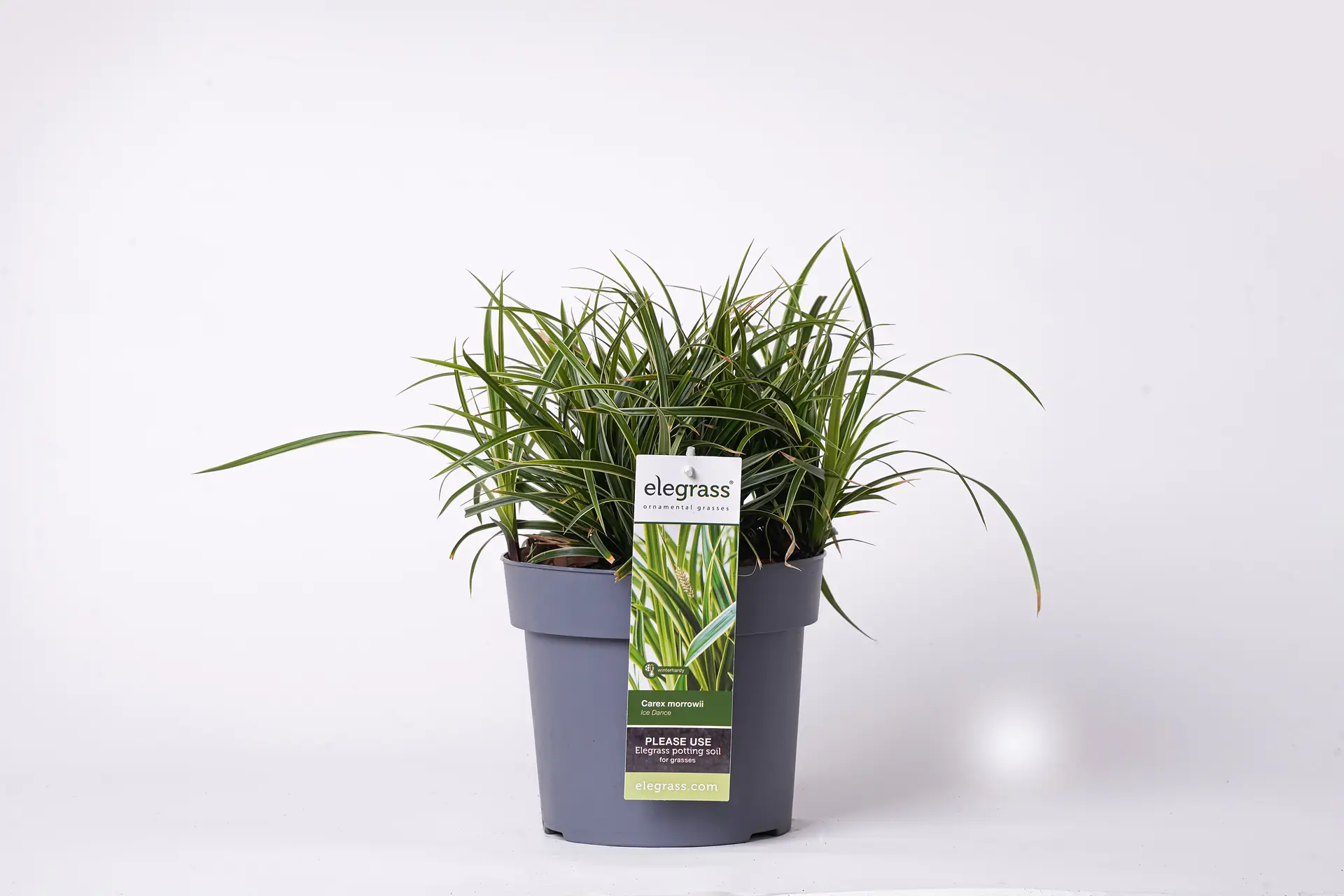 Ziergräser 19 cm Topf verschiedene Sorten