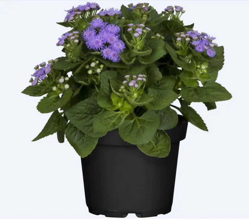 Leberbalsam Ageratum houstonianum 13 cm Topf