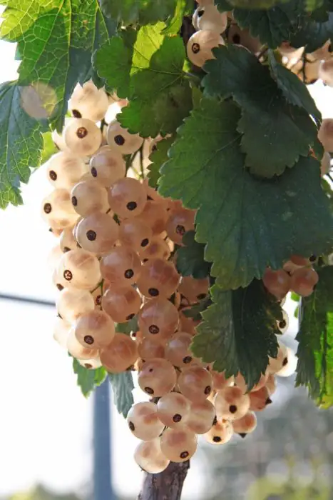 4029395048158 Weiße Johannisbeere 3 L Container