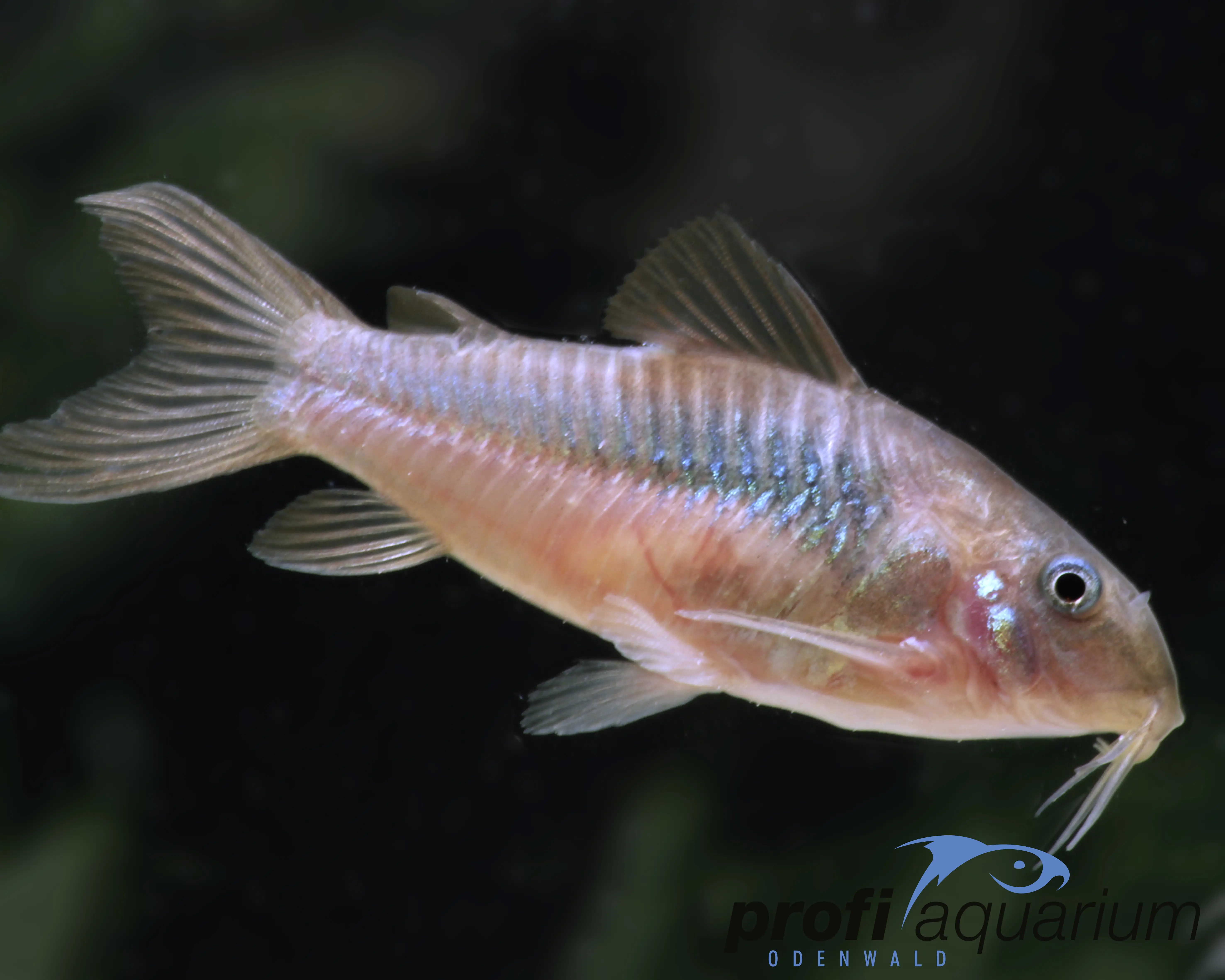 Aquariumfisch Metallpanzerwels 3 cm Corydoras aeneus
