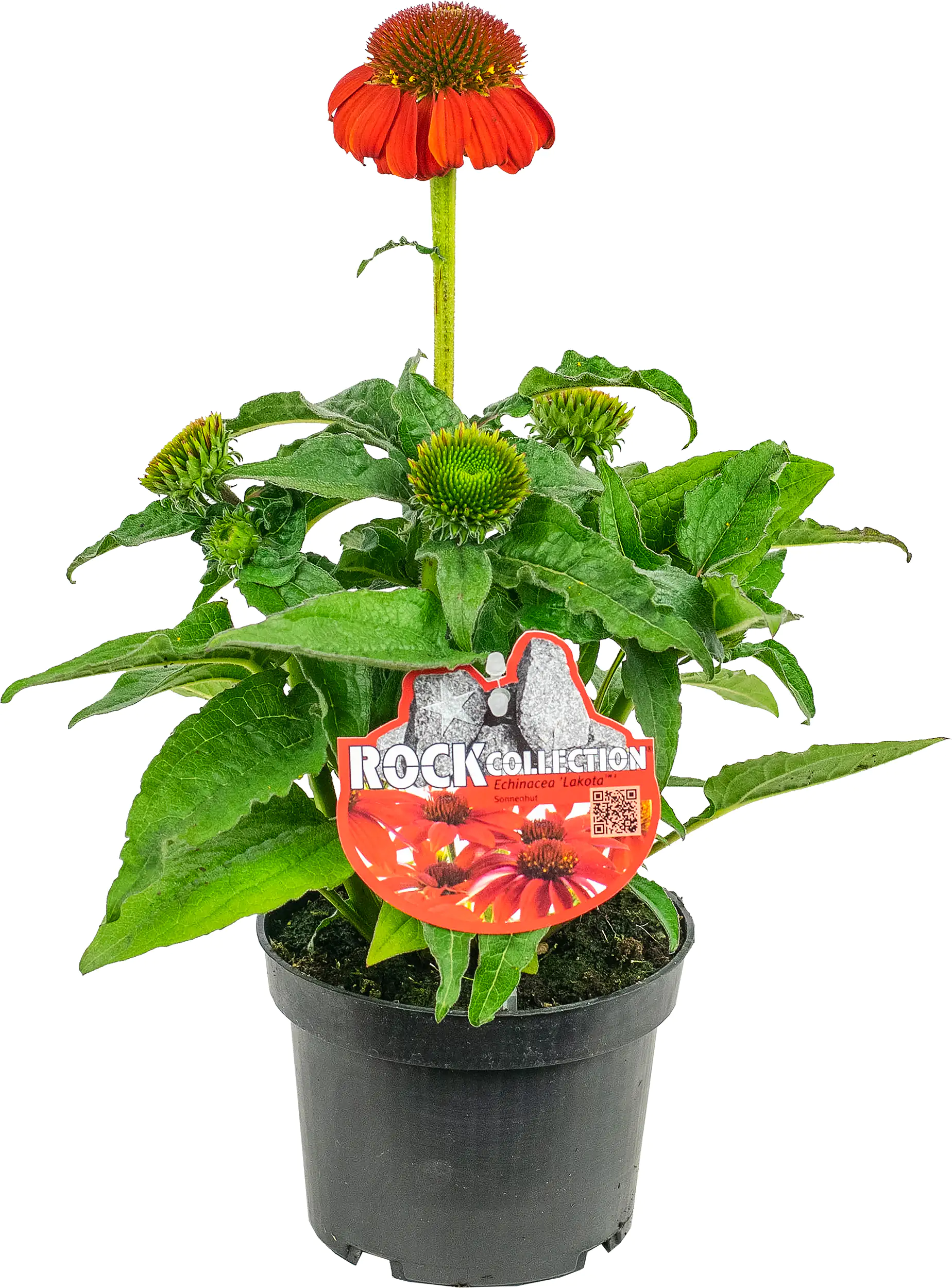 Sonnenhut Echinacea purpurea LaKota 13 cm Topf