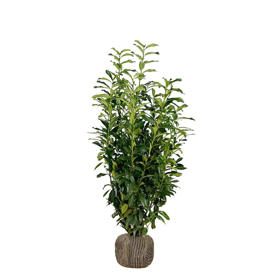 Kirschlorbeer Genolia Prunus laur. Genolia H 100 - 125 cm, 20 Stück