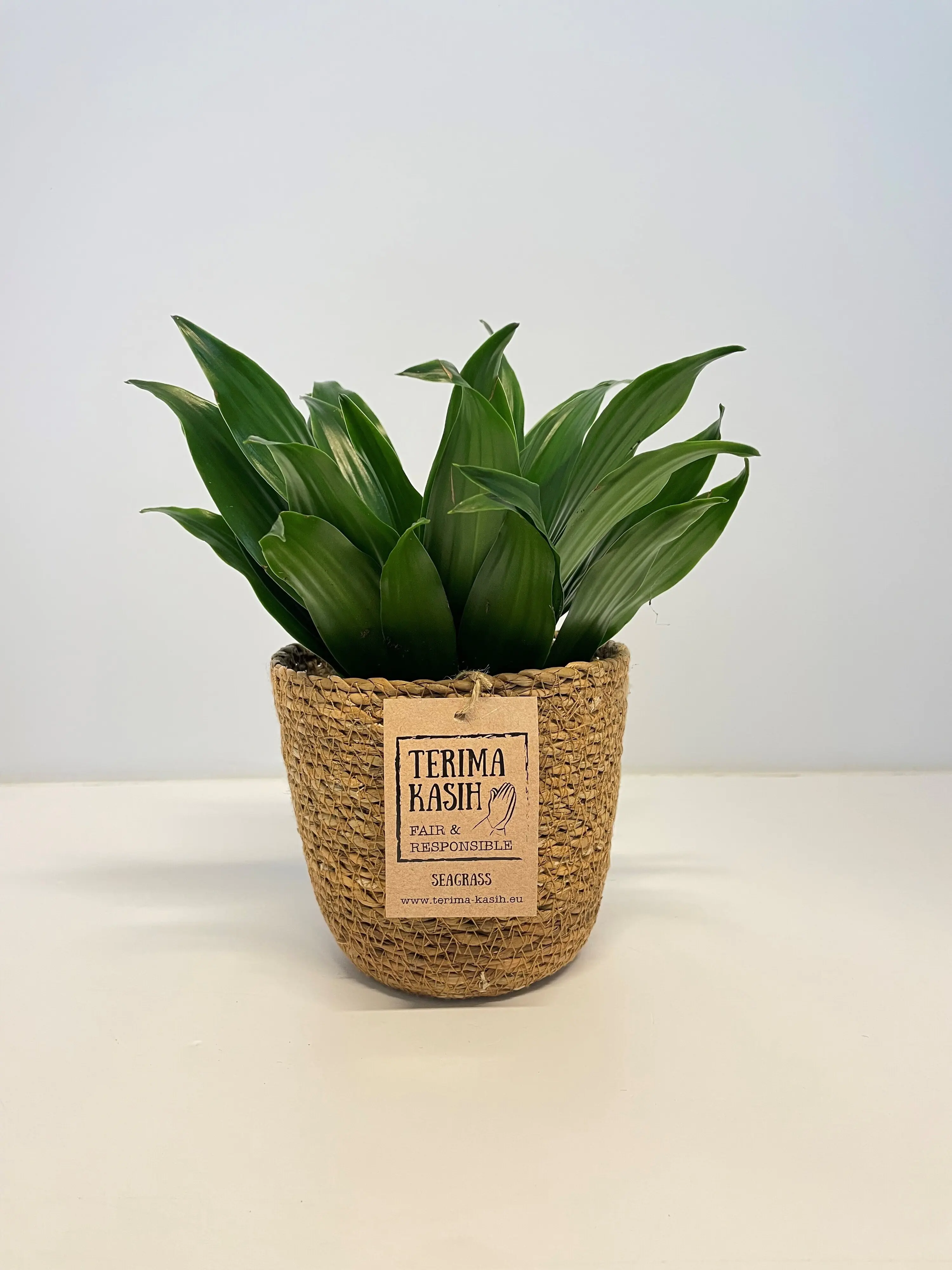 Grünpflanzen Mix 12cm im Meeresgras-Korb